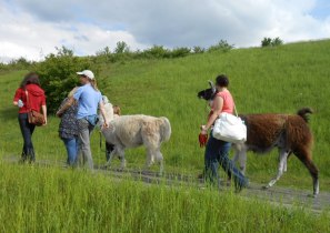 Lamas sind freundliche sanfte und gelassene Begleiter und als wahre Entspannungs-Experten helfen Sie zu entschleunigen, © Prachtlamas