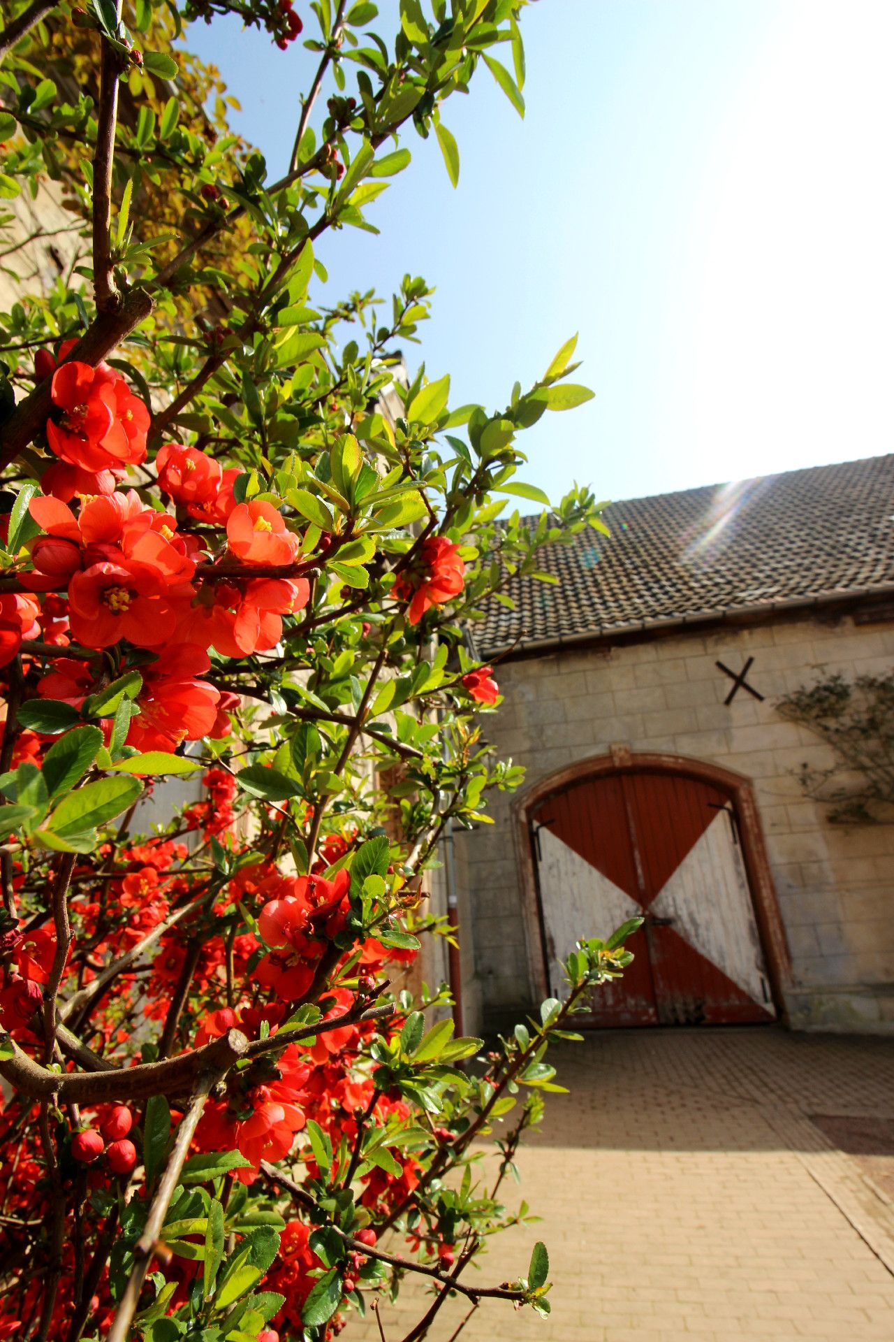 Im Innenhof des Schlosses Türnich befindet sich ein Gewächs