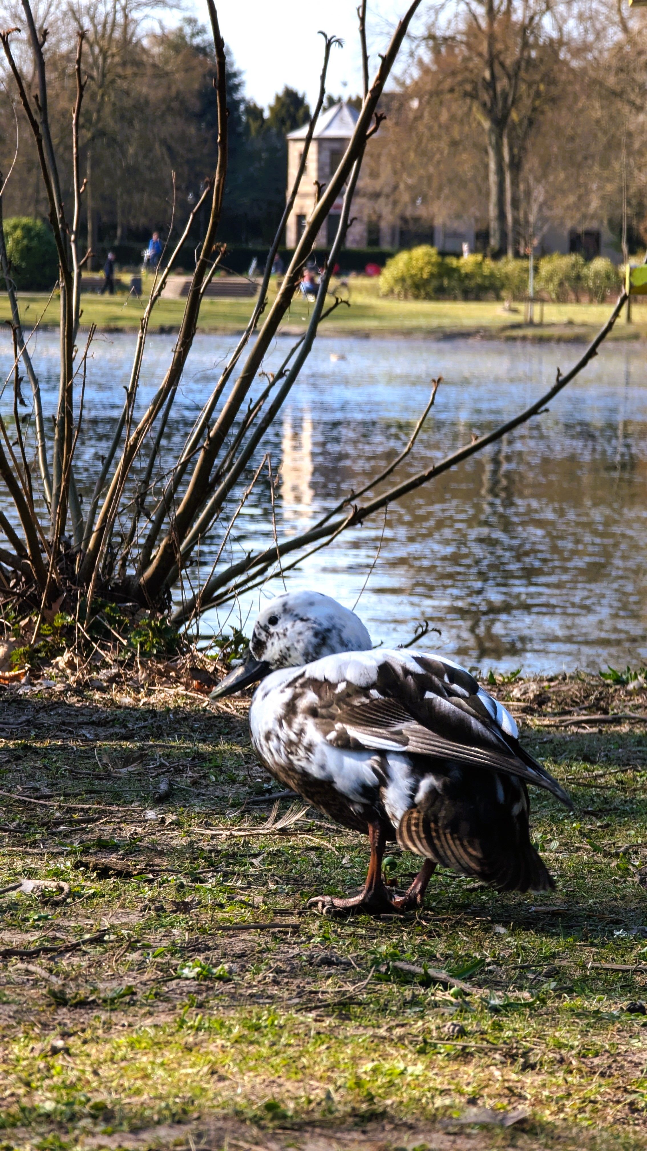 Im Volksgarten kreuzen unzählige Tiere den Weg. Sie machen es sich etwa an den Wasserflächen gemütlich