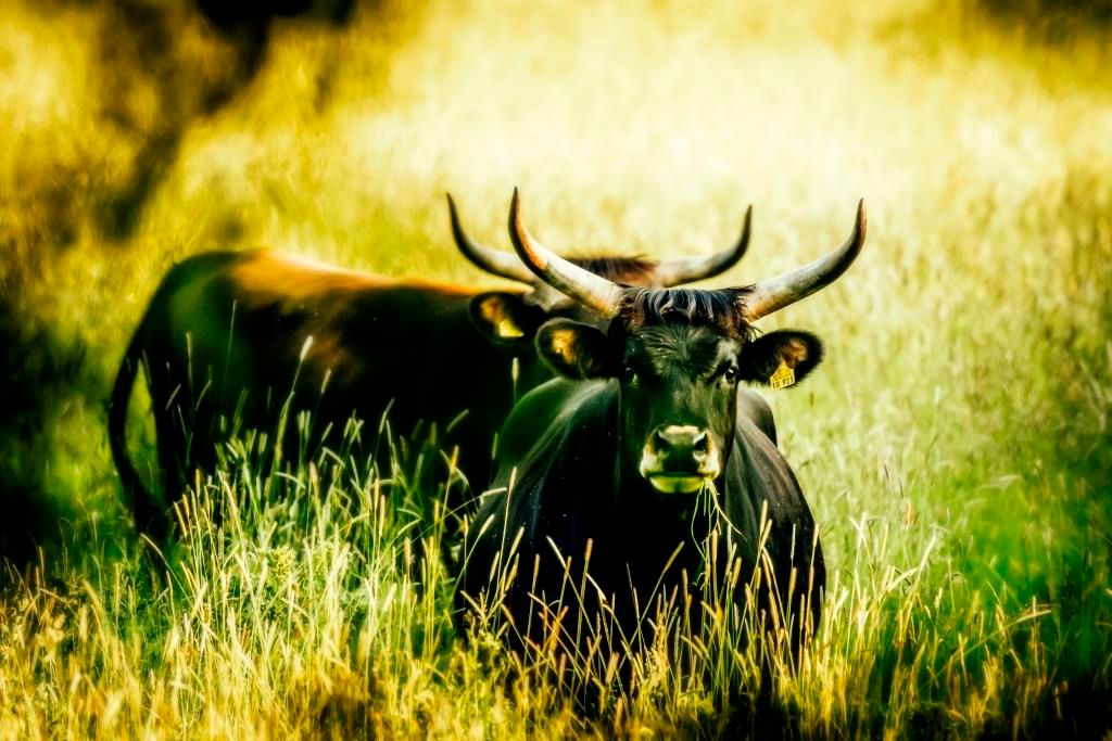 Zwei Heckrinder stehen im hohen Gras, umgeben von einer natürlichen, grünen Landschaft. Die Sonne scheint sanft auf die Szene.