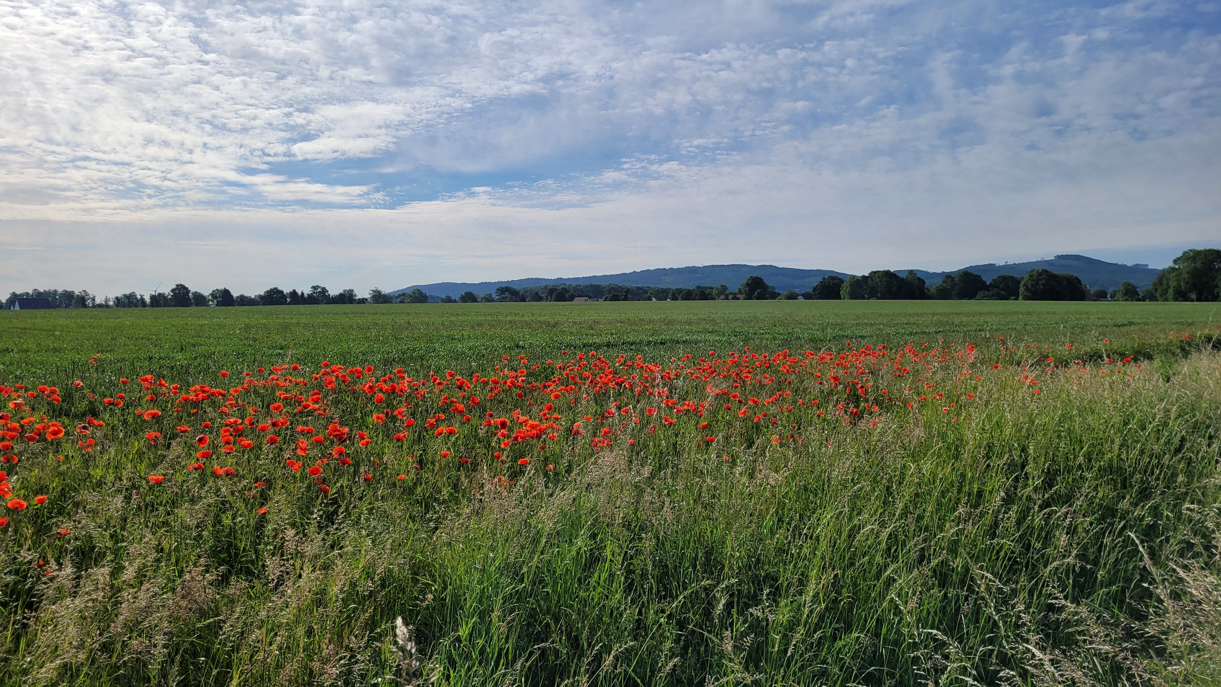 Blumenwiese mit rotem Mohn vor einem grünen Feld und Hügeln im Hintergrund.