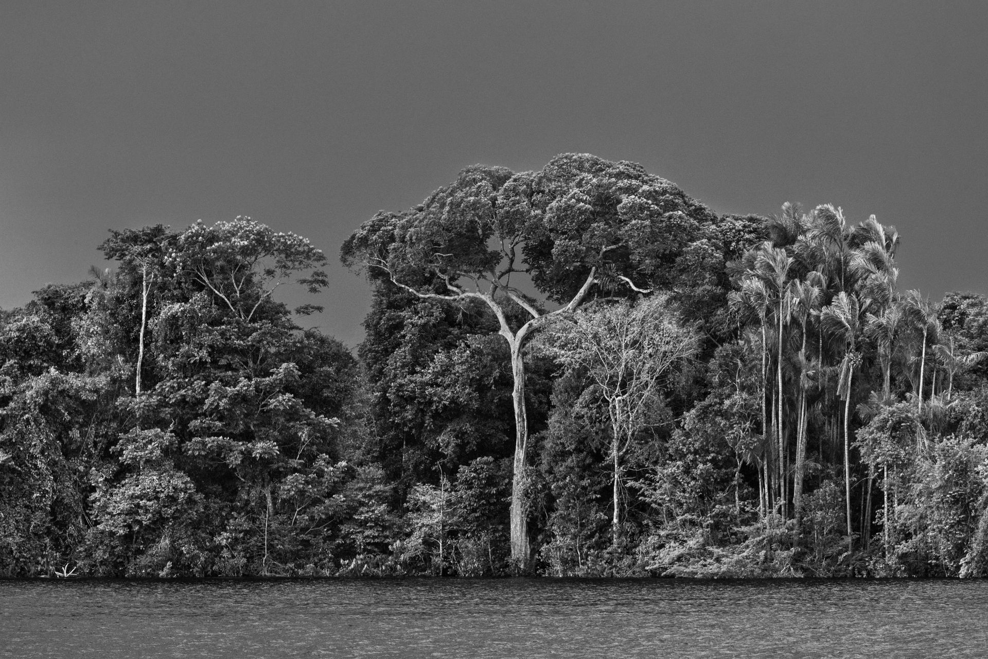 Der größte Regenwald der Welt ist durch Gefahren wie den Klimawandel bedroht