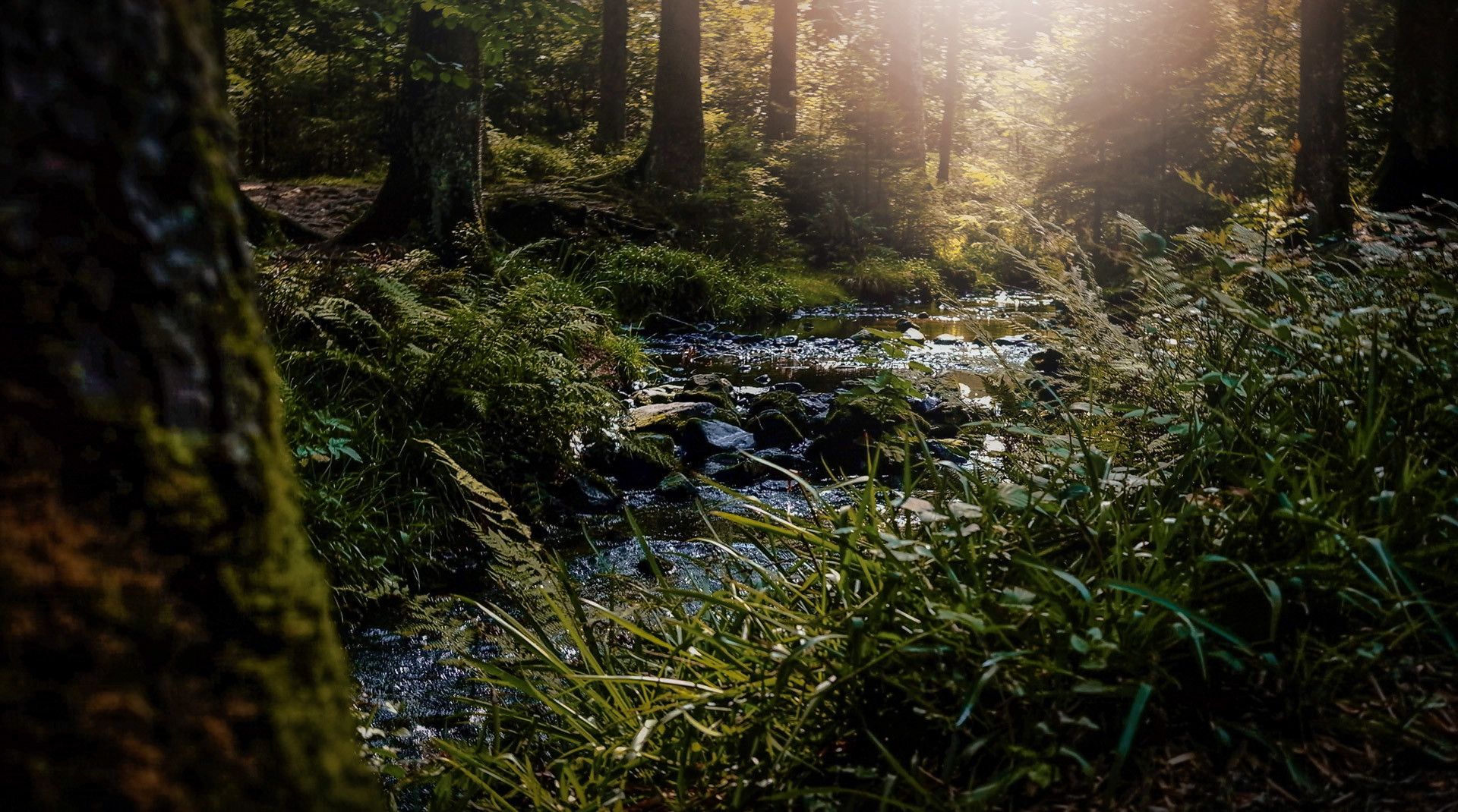 Zur Seite Abenteuer Wildnis