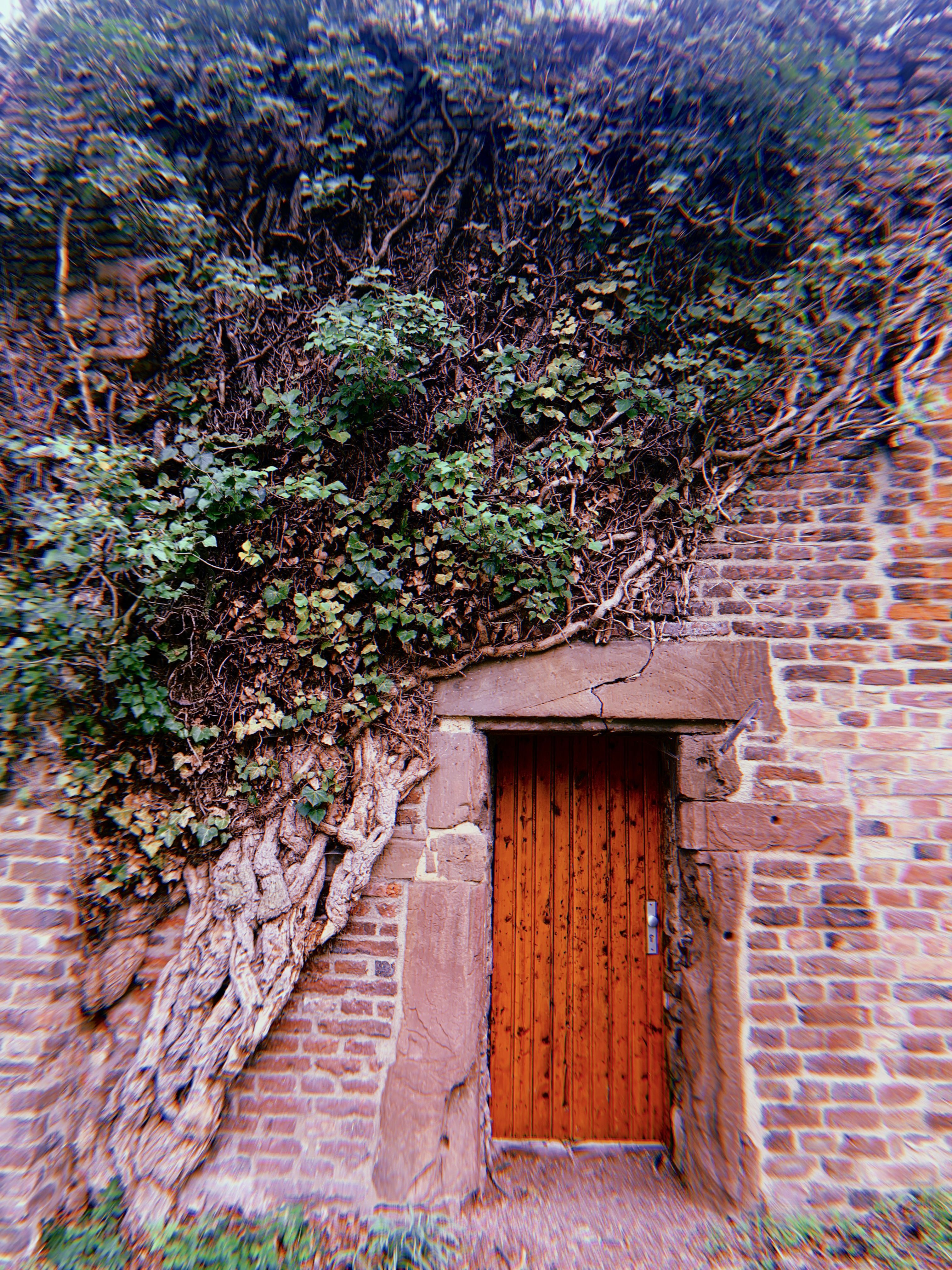 Auf dem Werwolf-Wanderweg befindet sich eine Tür, daneben wächst ein Baum