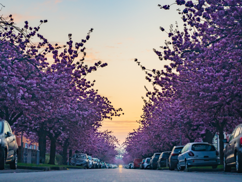 Zur Seite Kirschblüten