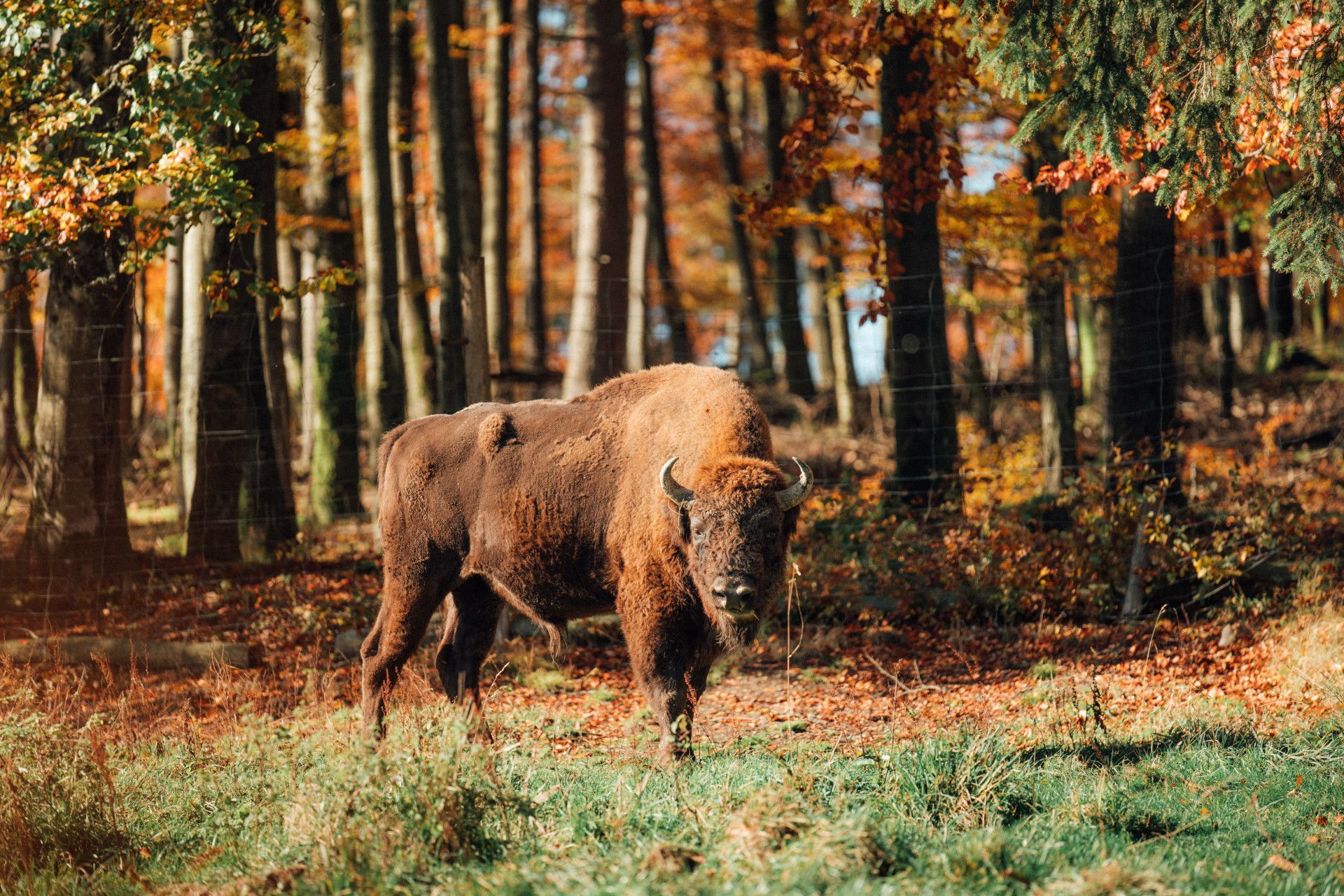 Ein Wisent steht am Waldrand