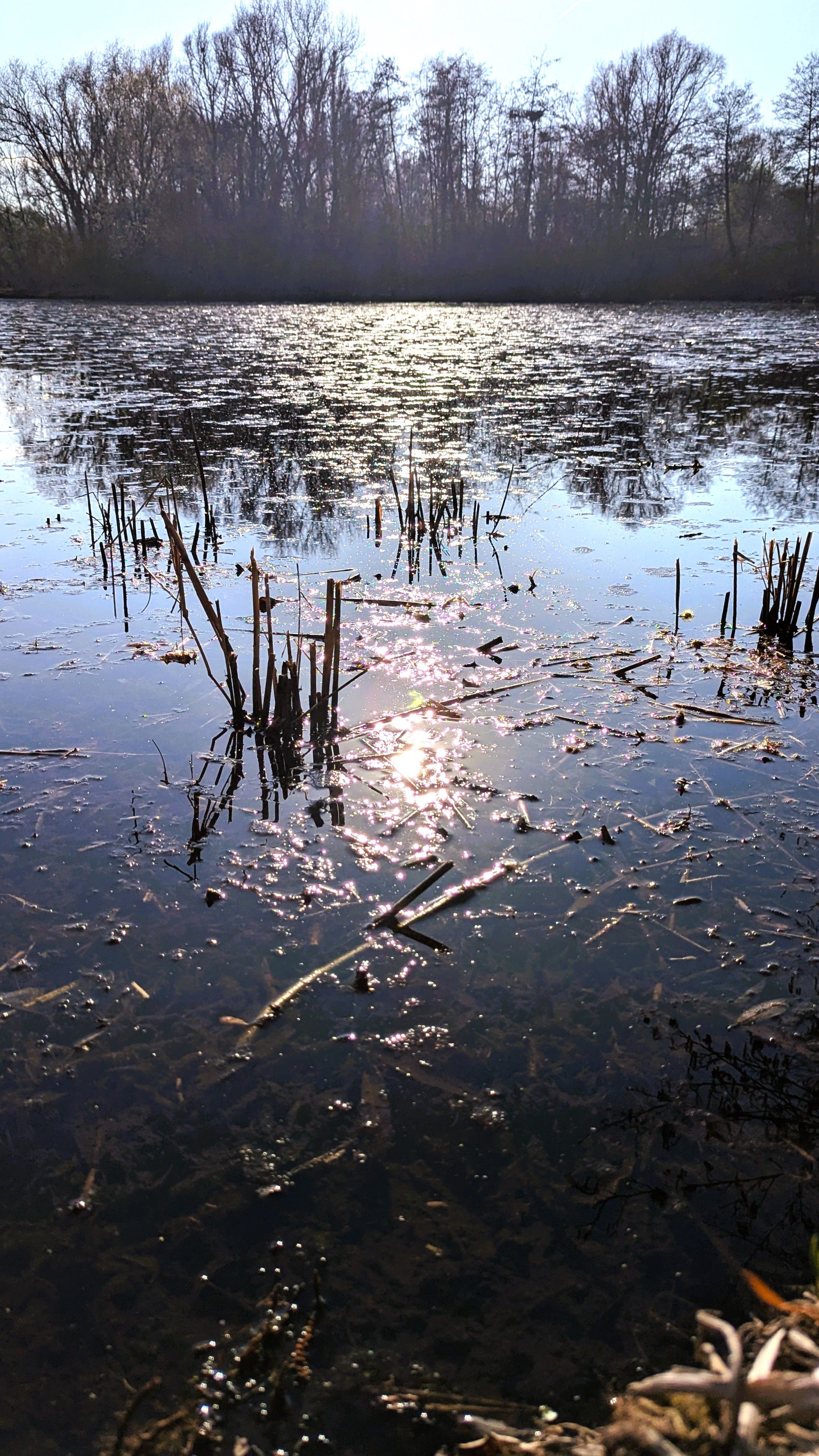 Der Deichsee im Süden des Parks glitzert im Sonnenlicht. Teichmummeln, Schilf und Seerosen zieren die Ufer