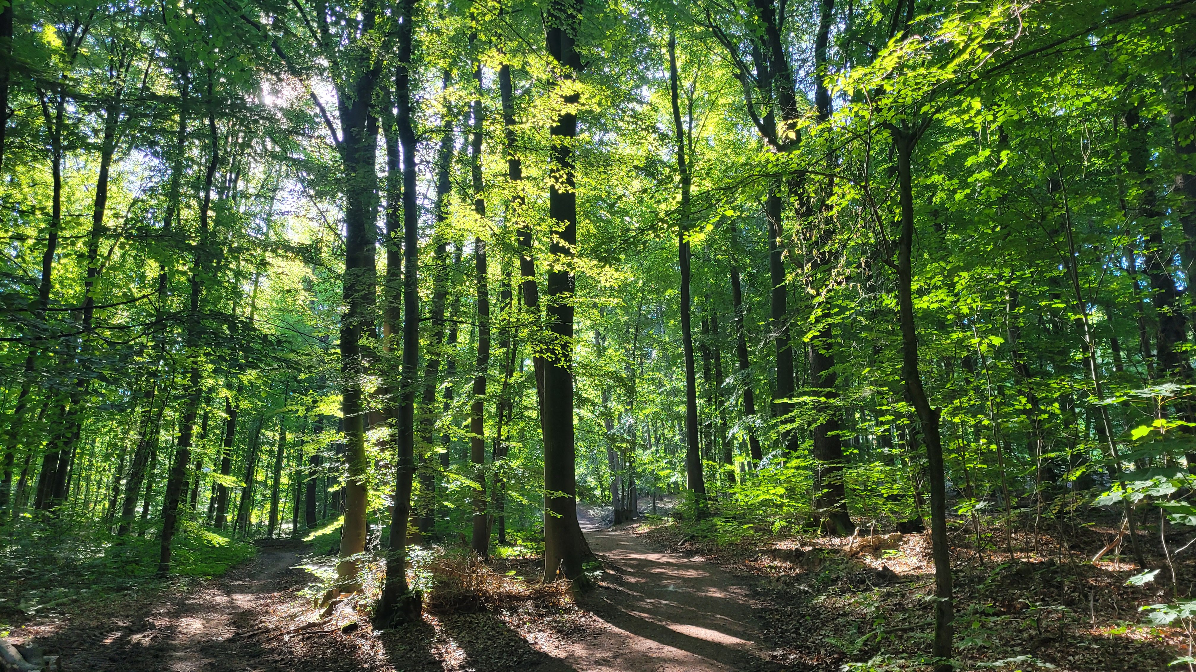 Ein sonnendurchfluteter Waldweg im Wiehengebirge, umgeben von hohen Bäumen und grünem Laub.