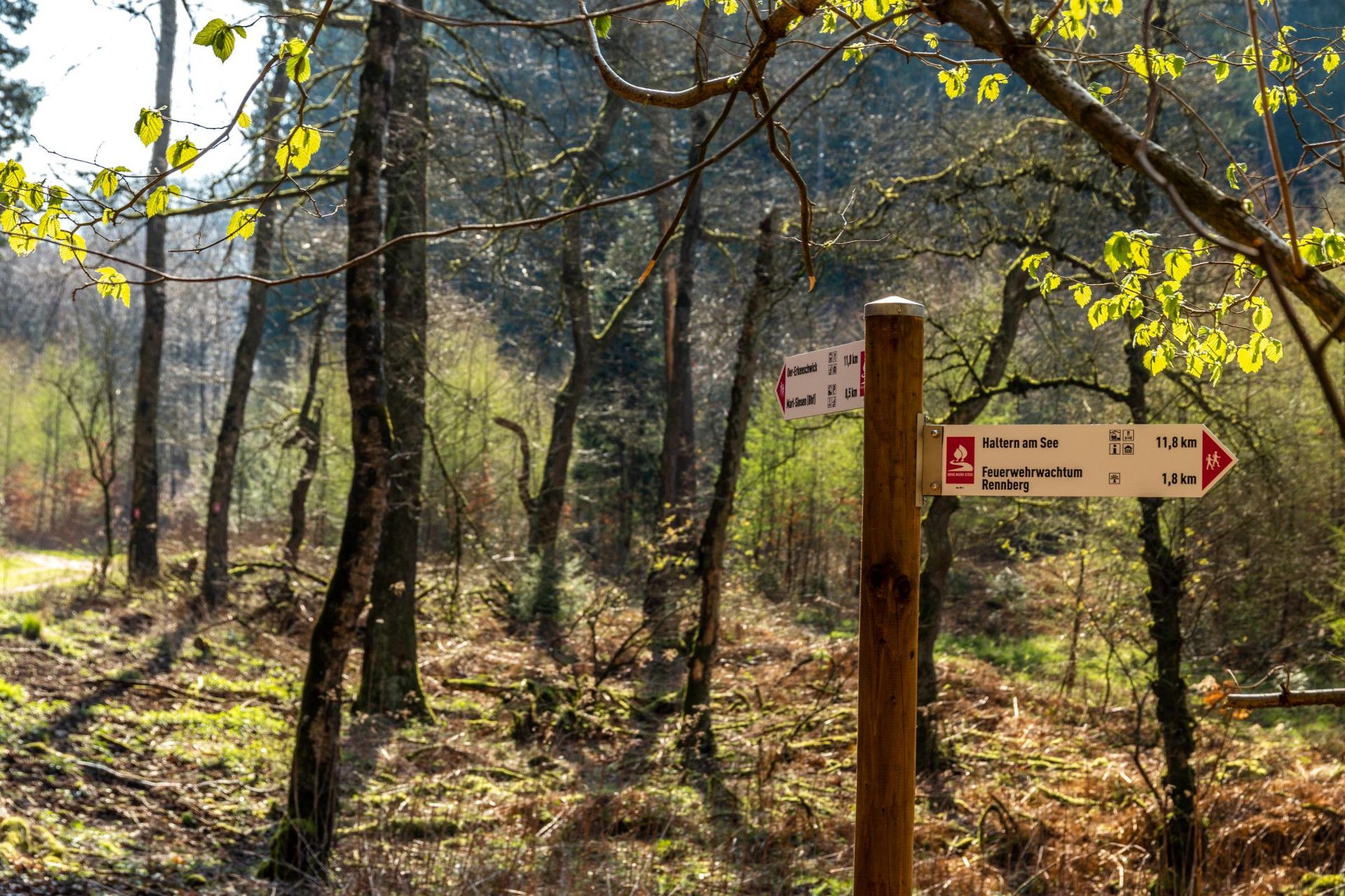 Wegweiser im Wald mit Entfernungsangaben zu Haltern am See und Feuerwehrwachturm Rennberg.