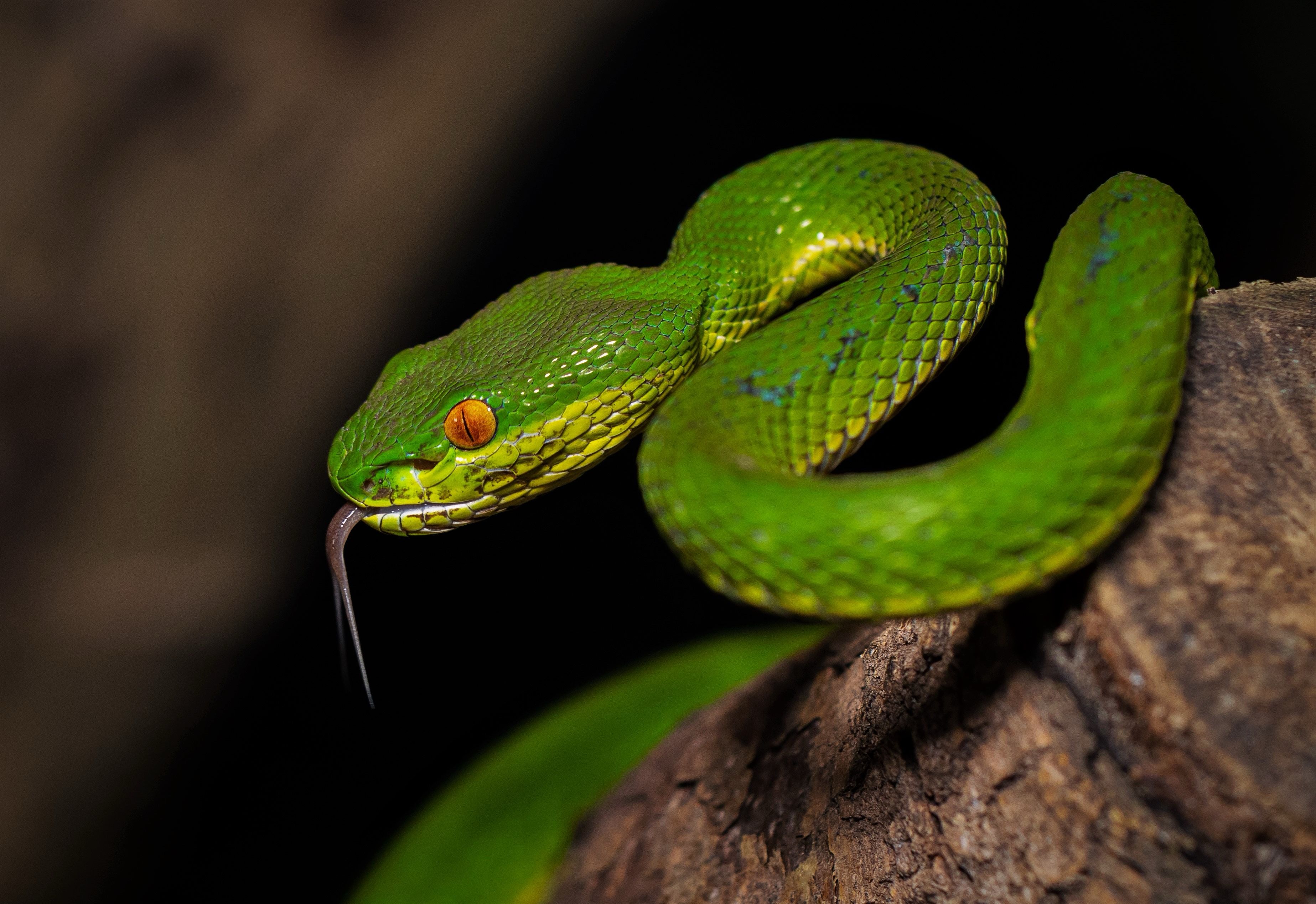 Eine Schlange im TerraZoo Rheinberg
