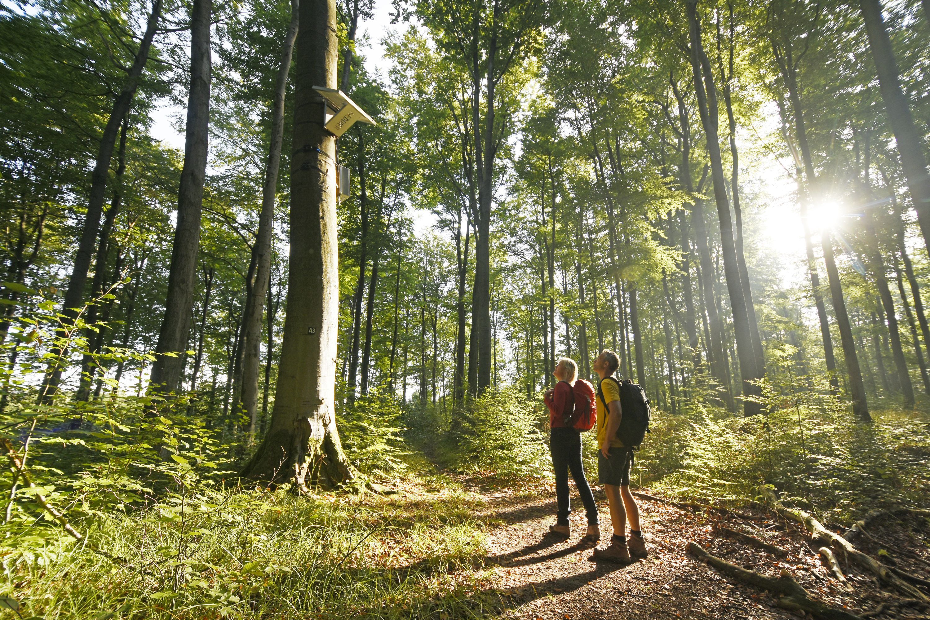 Blankenrode-HörmuseumTeutoburger-Wald-Tourismus-F-Grawe (32)_klein.jpg