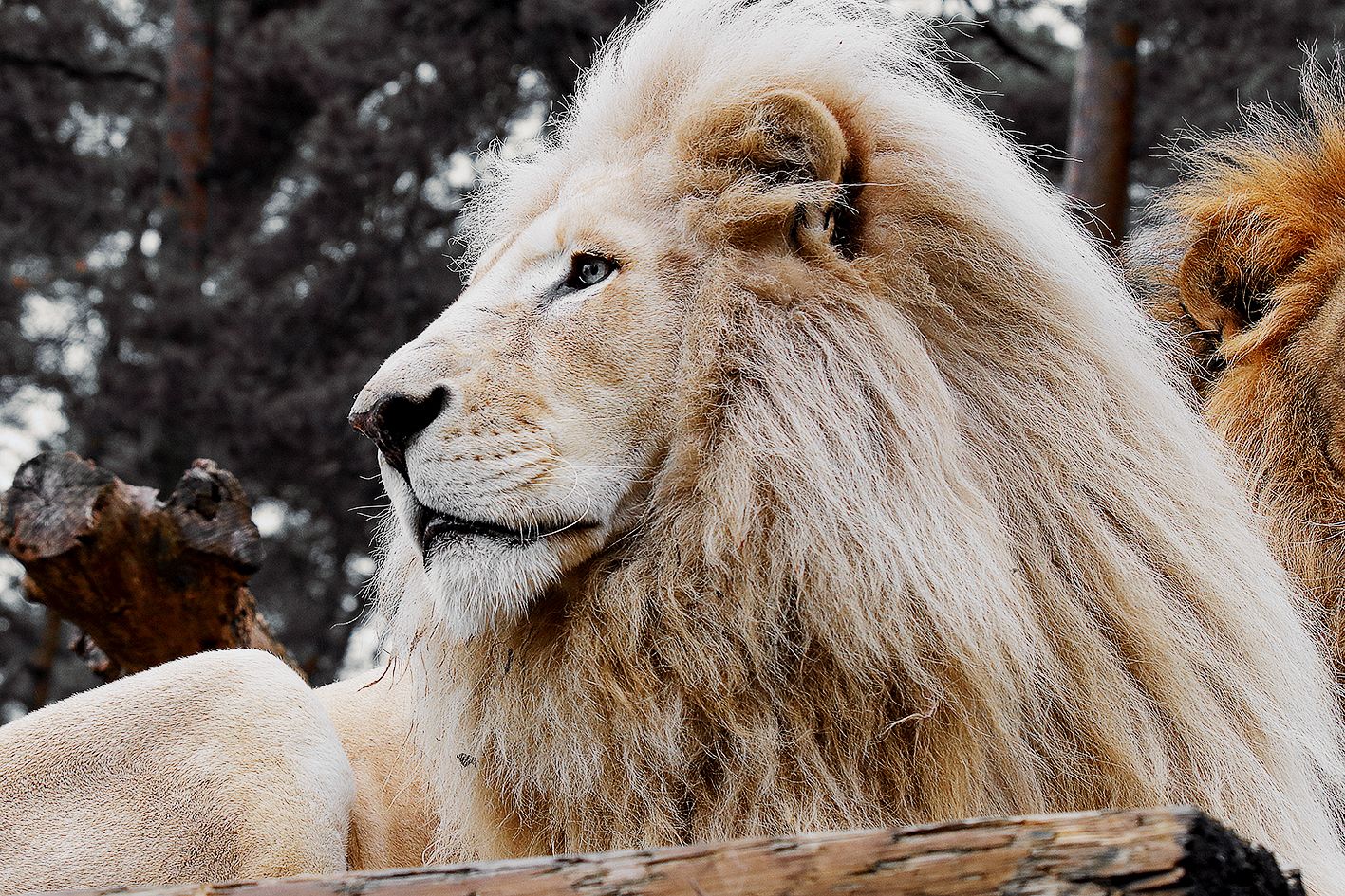 Weißer Löwe im Safariland Stukenbrock in Schloß Holte-Stukenbrock