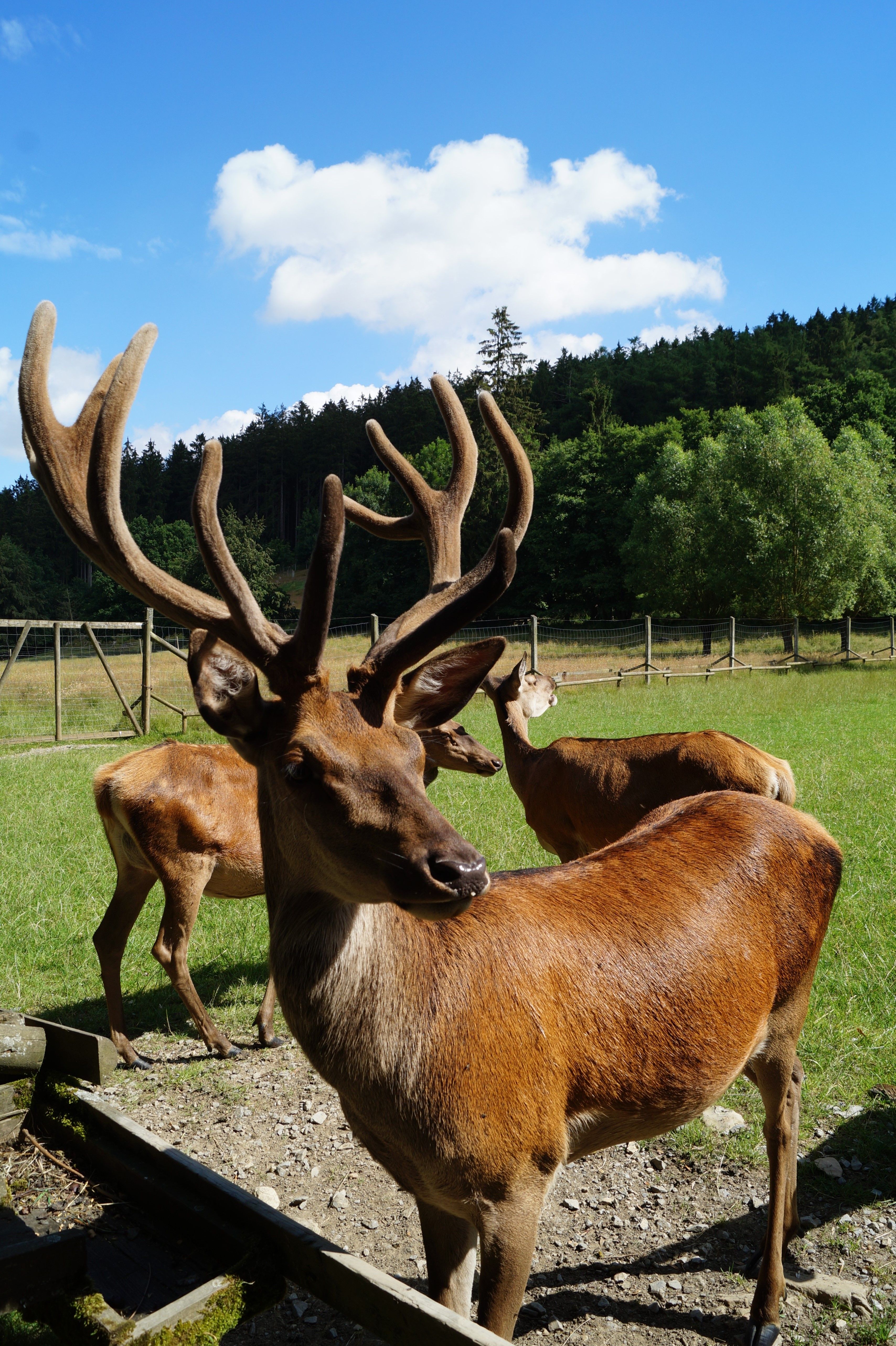 Hirsch im Wildtiergehege Bad Wünnenberg