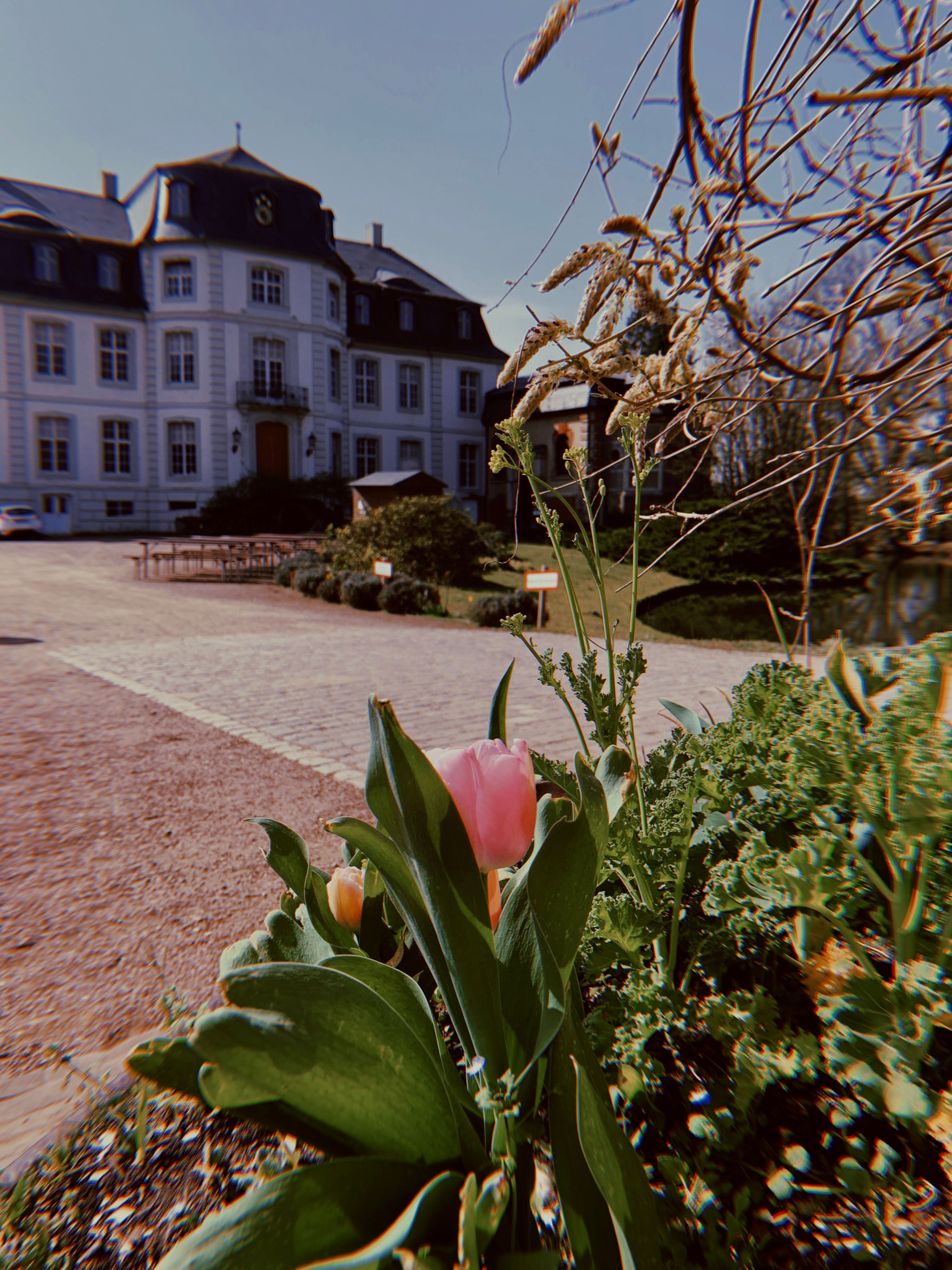 Vor dem Schloss Türnich befindet sich ein Vorgarten, in dessen Vordergrund eine Blume blüht