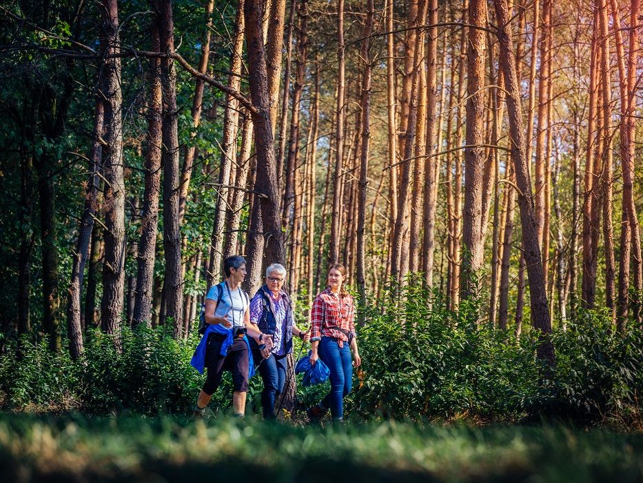 Drei Personen wandern durch Wald. Sonnenstrahlen fallen durch die Bäume und schaffen eine entspannte Atmosphäre.