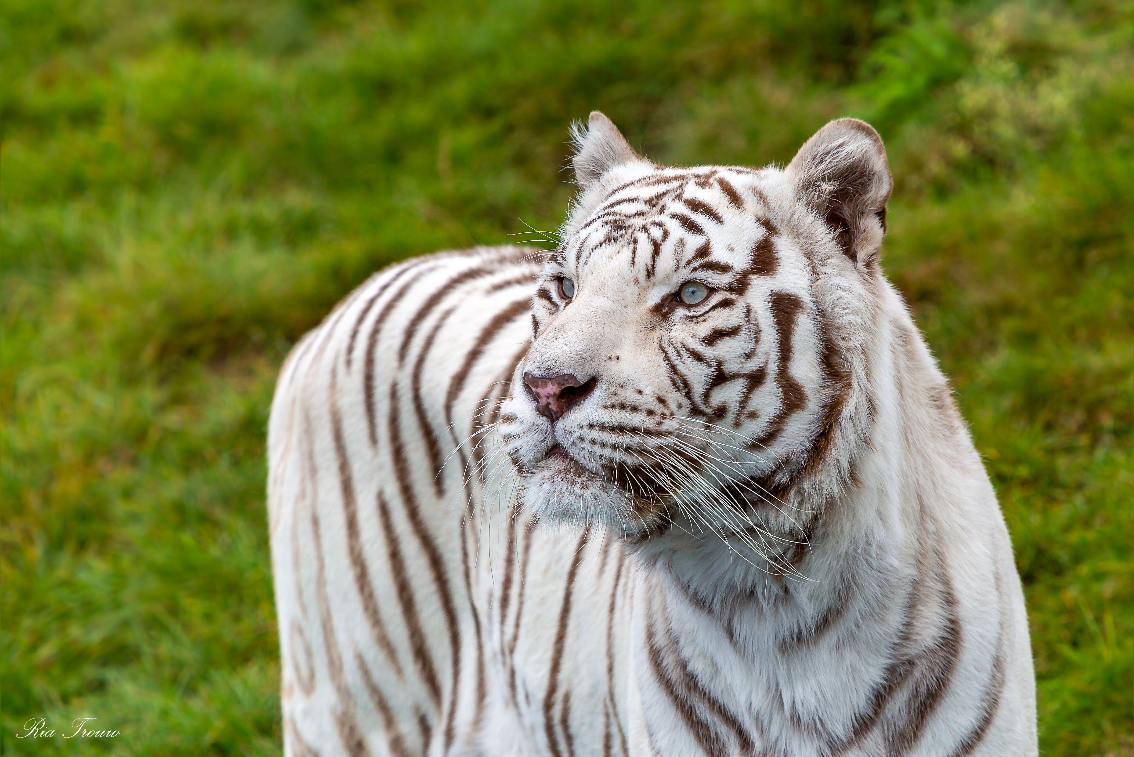 Weißer Tiger im Safariland Stukenbrock in Schloß Holte-Stukenbrock