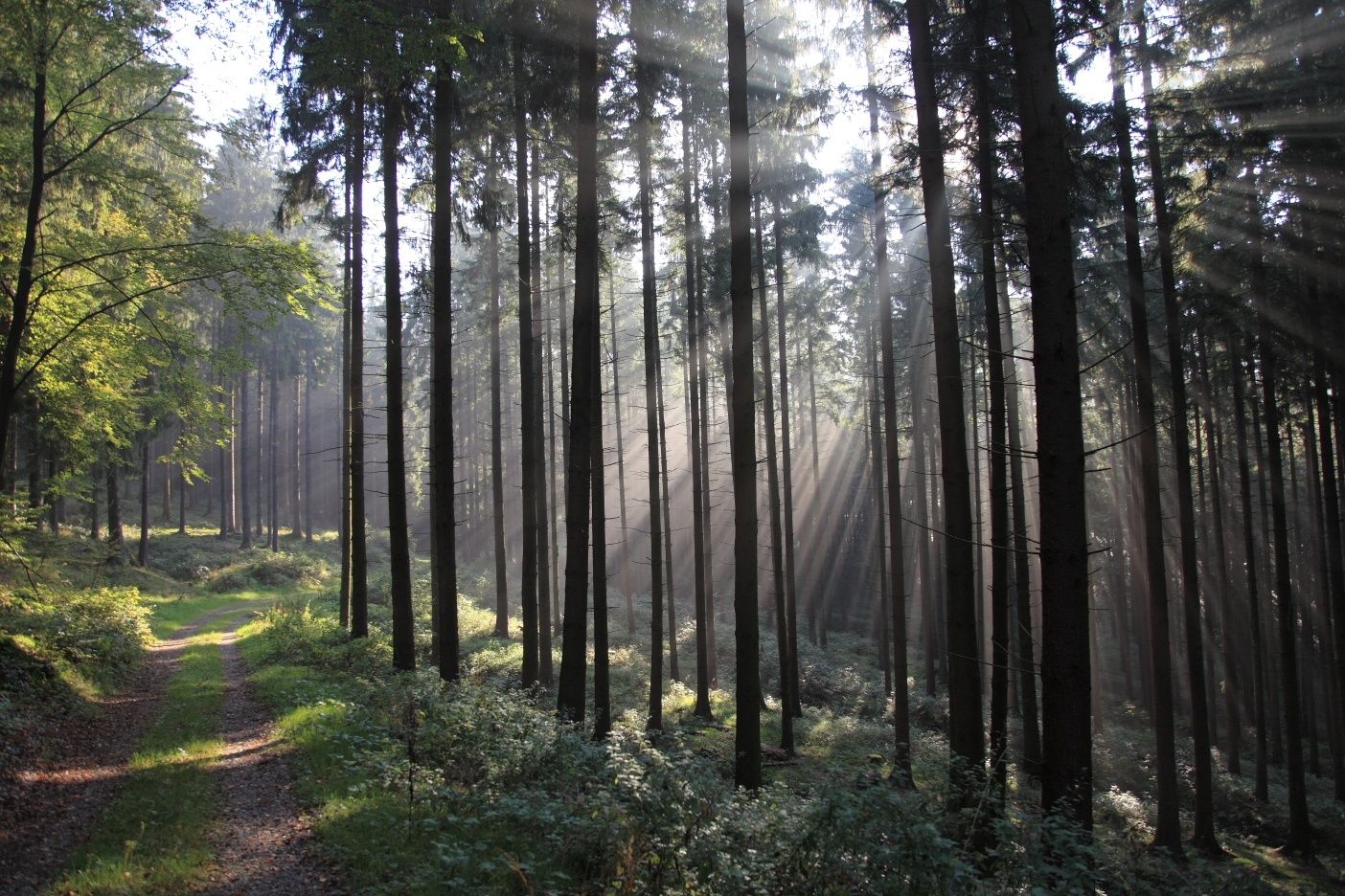 Waldweg im Sonnenlicht mit hohen Bäumen und Lichtstrahlen.