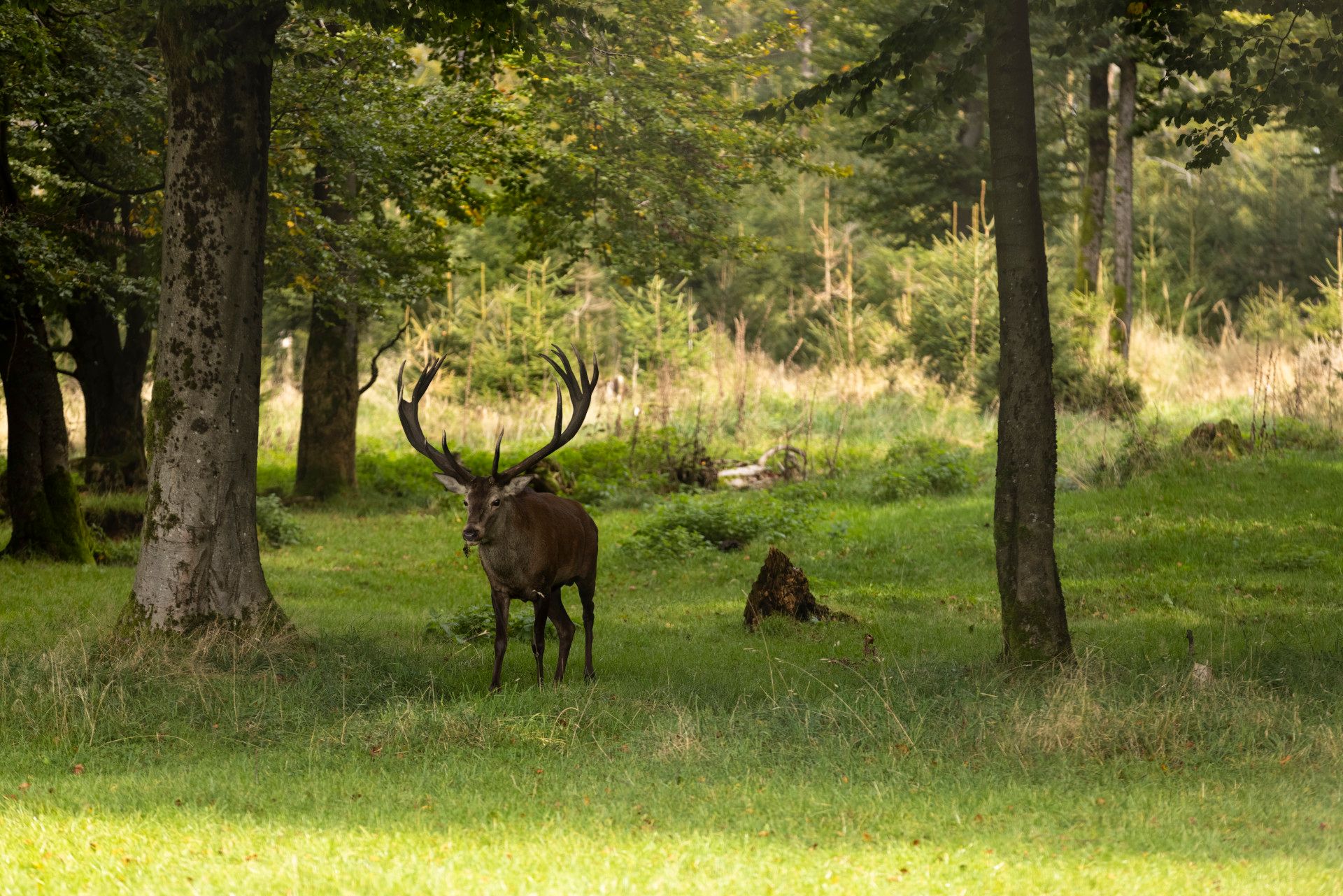 Hirsche am grasen, Siegen-Wittgenstein