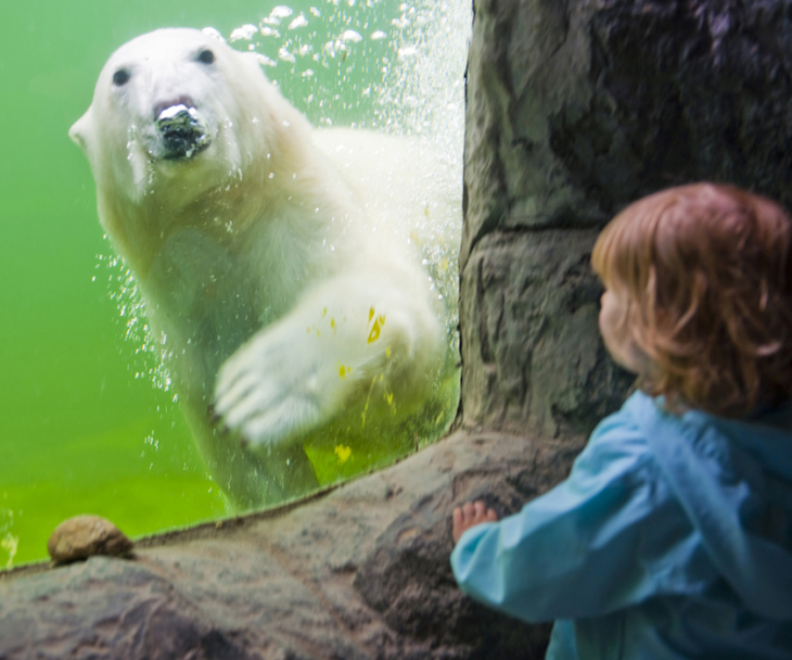 Ein Eisbär in der Zoom Erlebniswelt in Gelsenkirchen, © Oliver Franke, Tourismus NRW e.V.