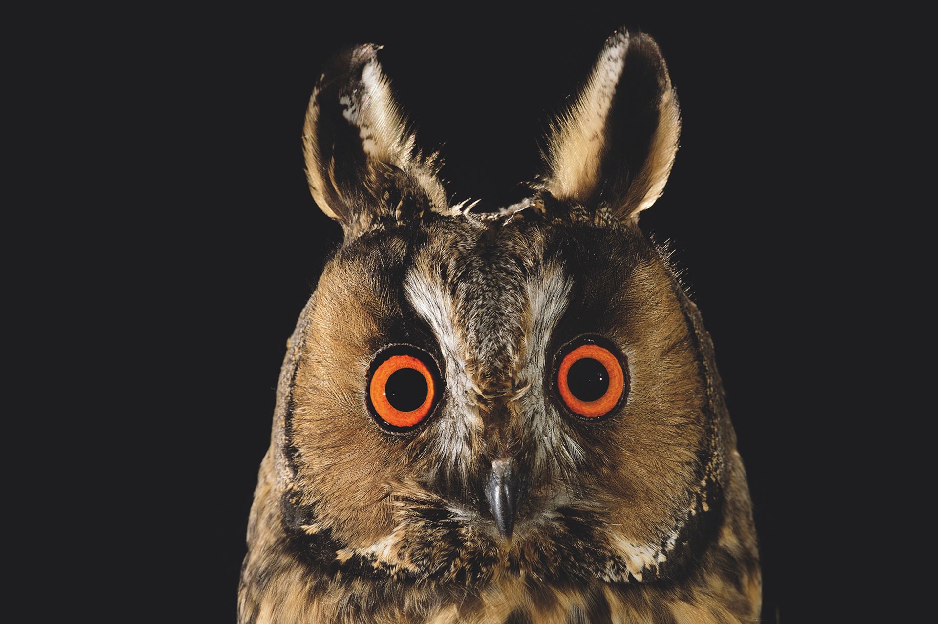 Zur Seite Mythos Wald