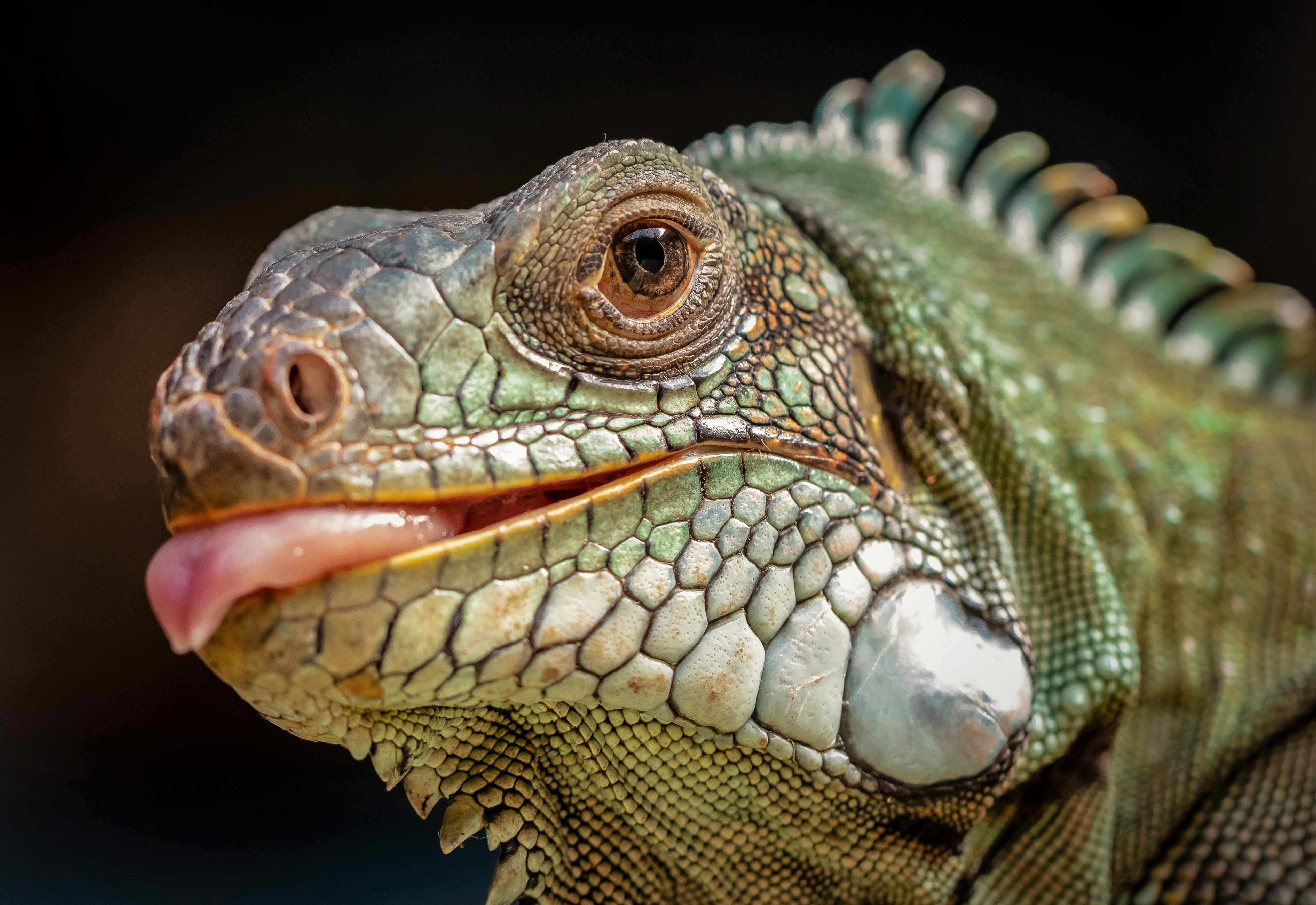 Ein Chamäleon im TerraZoo Rheinberg
