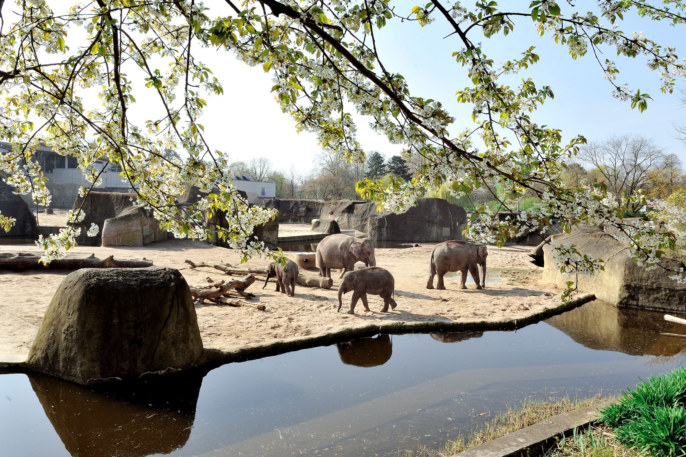 Zur Seite Kölner Zoo