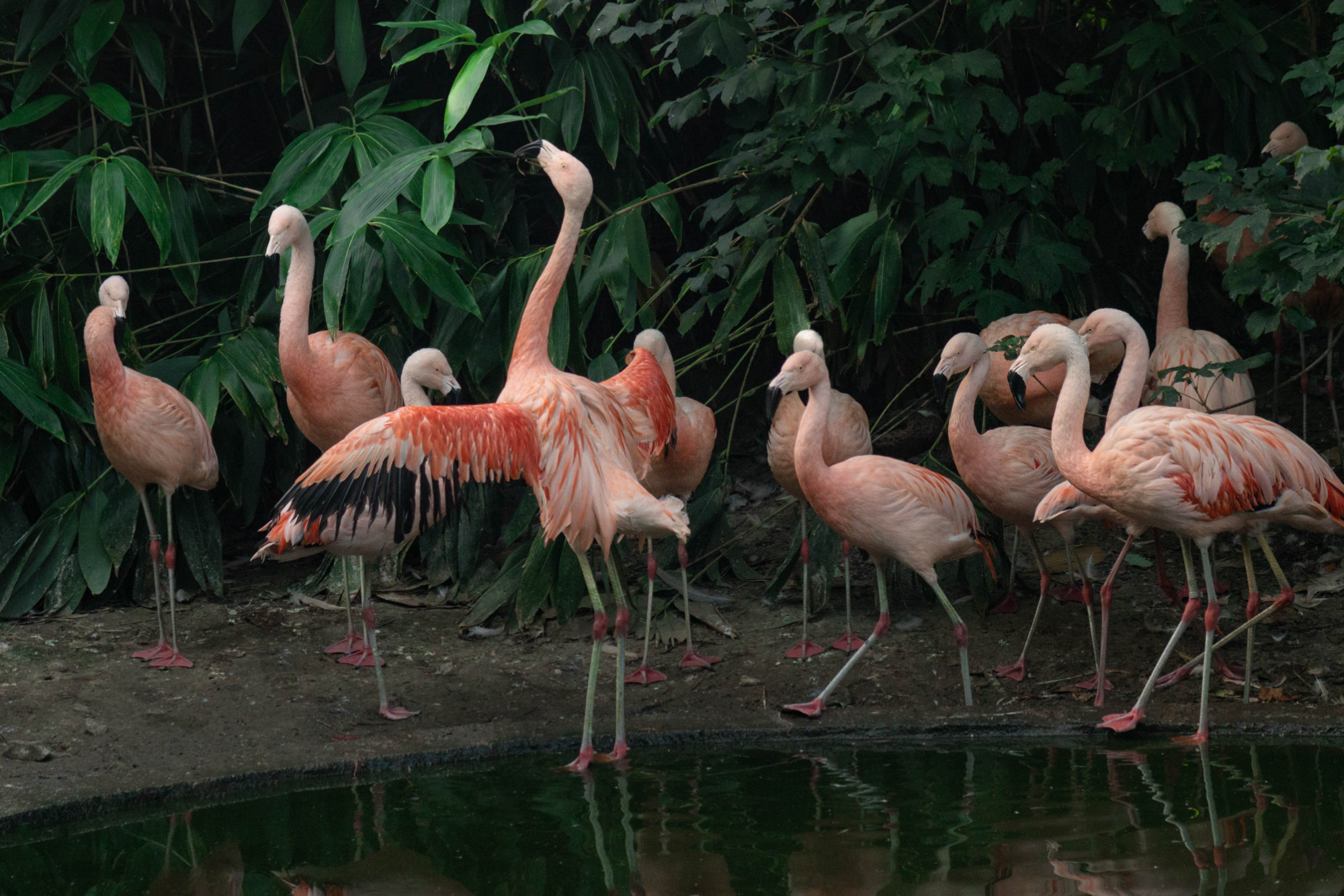 Affen- und Vogelpark Eckenhagen