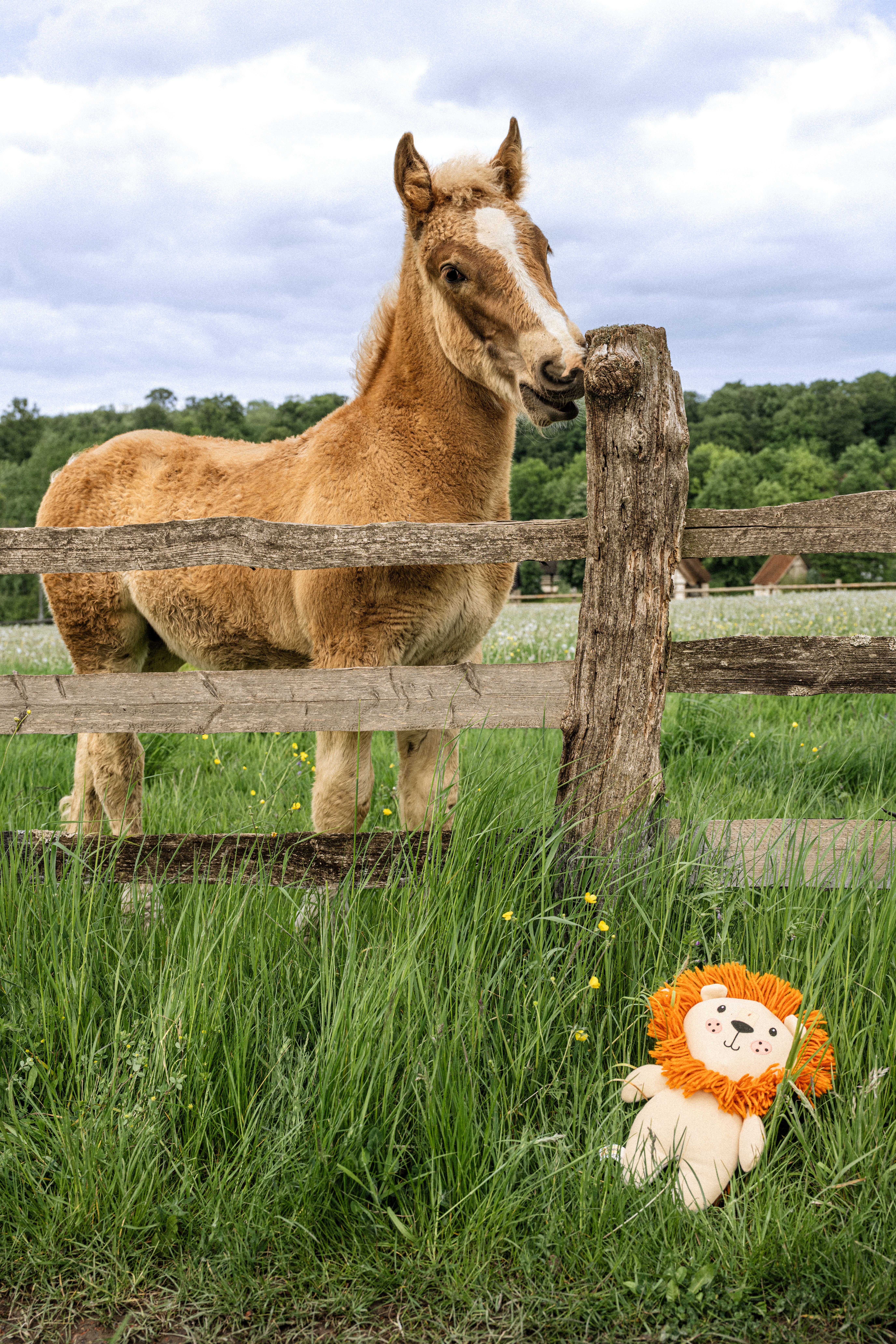 Pony auf Wiese mit Plüschtier im Freilichtmuseum Detmold.