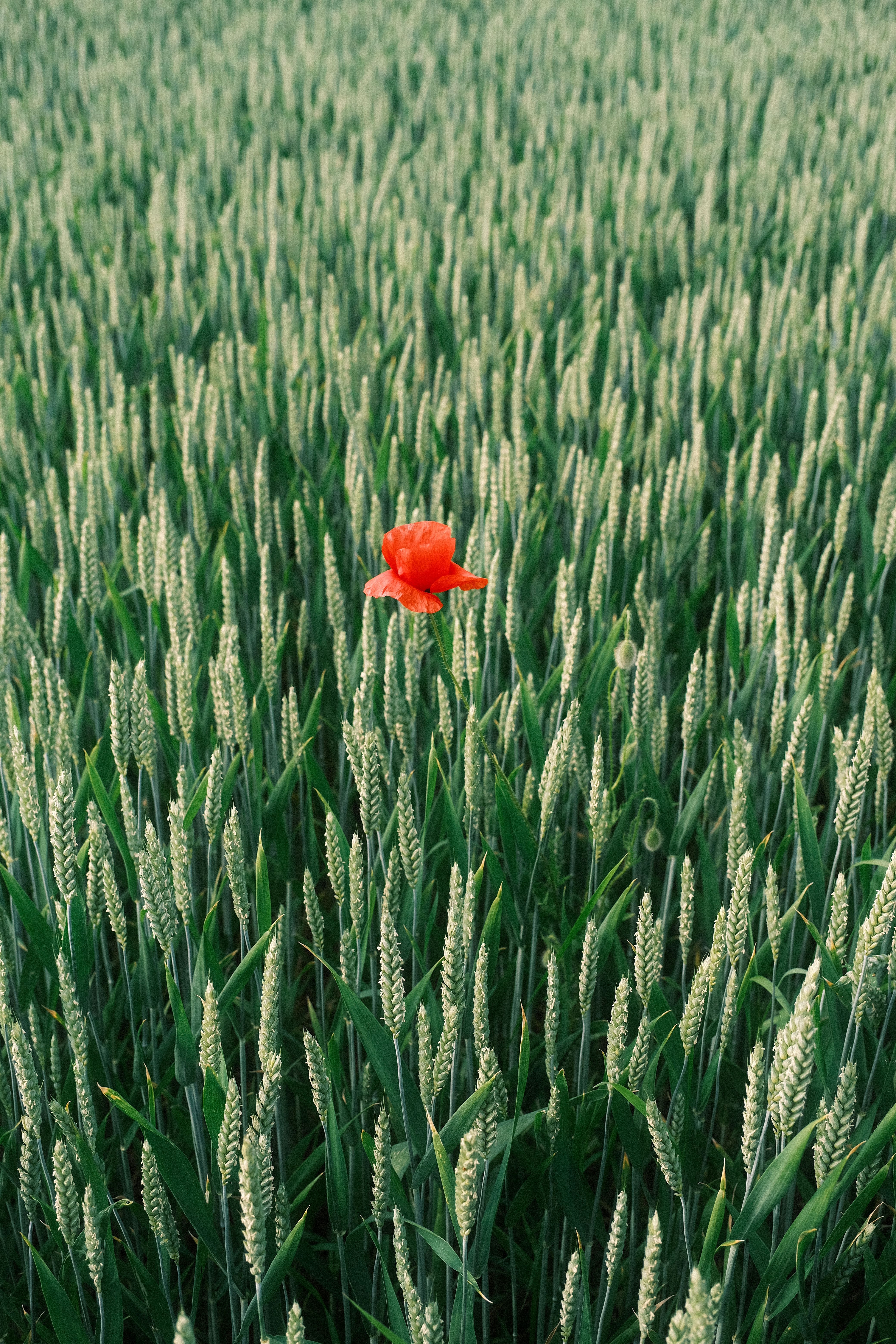 Rote Mohnblume in einem grünen Feld am Niederrhein.