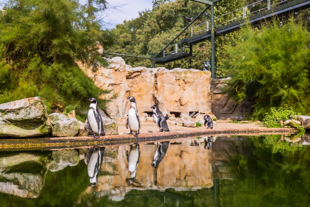 Humboldt-Pinguine im Naturzoo Rheine