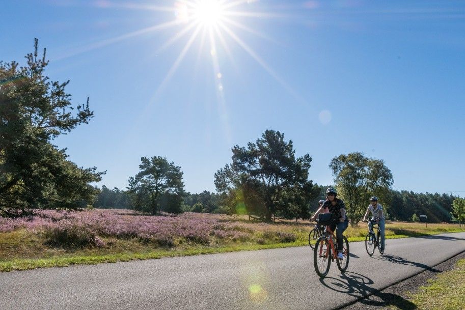 Zwei Radfahrer fahren auf einer Straße durch eine sonnige Heidelandschaft mit blühendem Heidekraut und Bäumen.