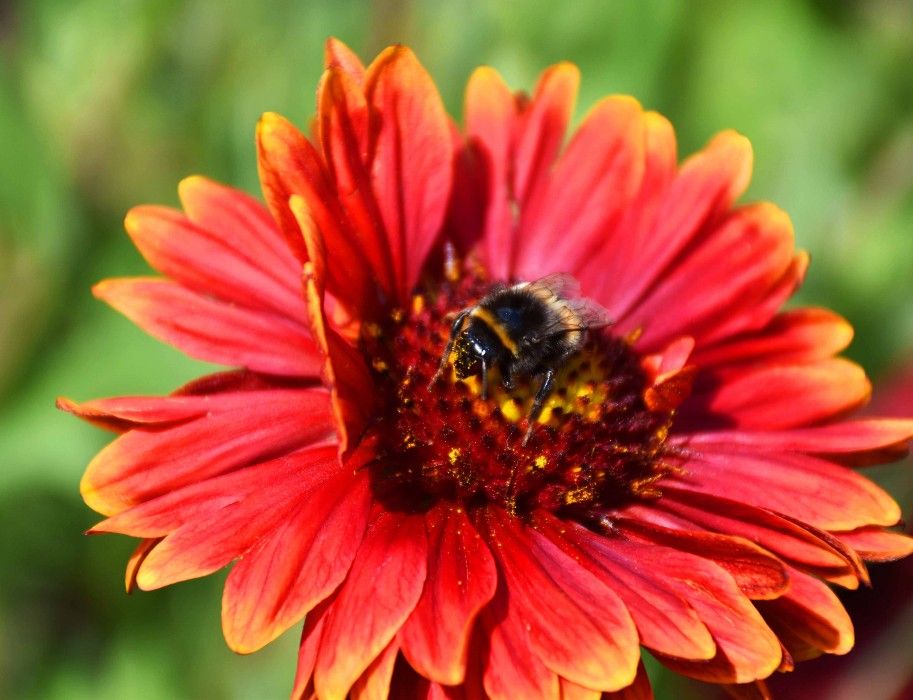 Biene auf einer Blume