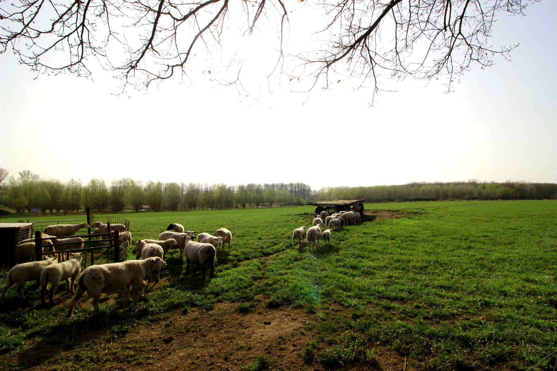 Tourismus NRW e.V., Schafe auf einer Wiese im Rhein-Erft Kreis