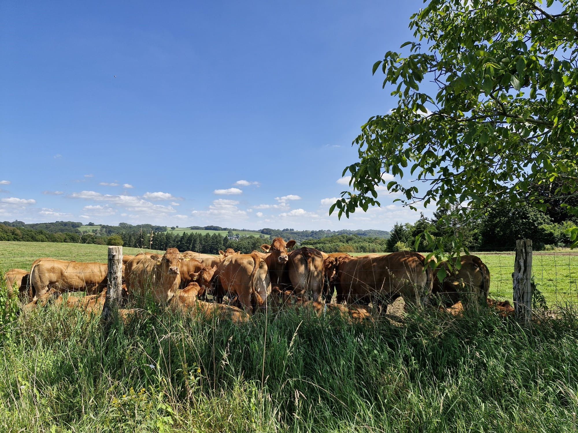 Kühe auf einer Weide unter blauem Himmel mit Baum im Vordergrund.