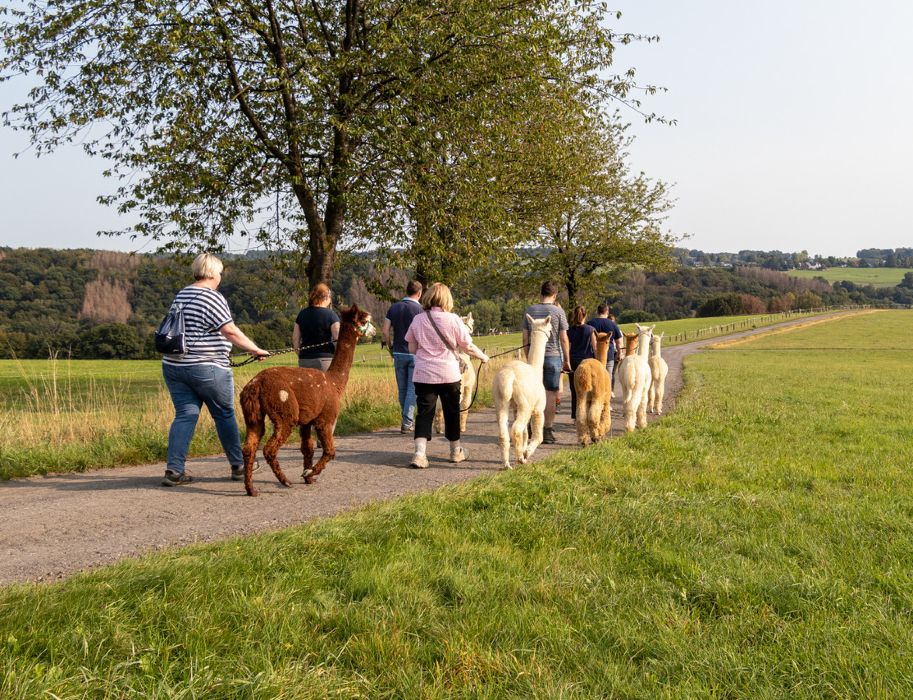 Die Alpakawanderung in Much führt durch wunderbare Landschaften.