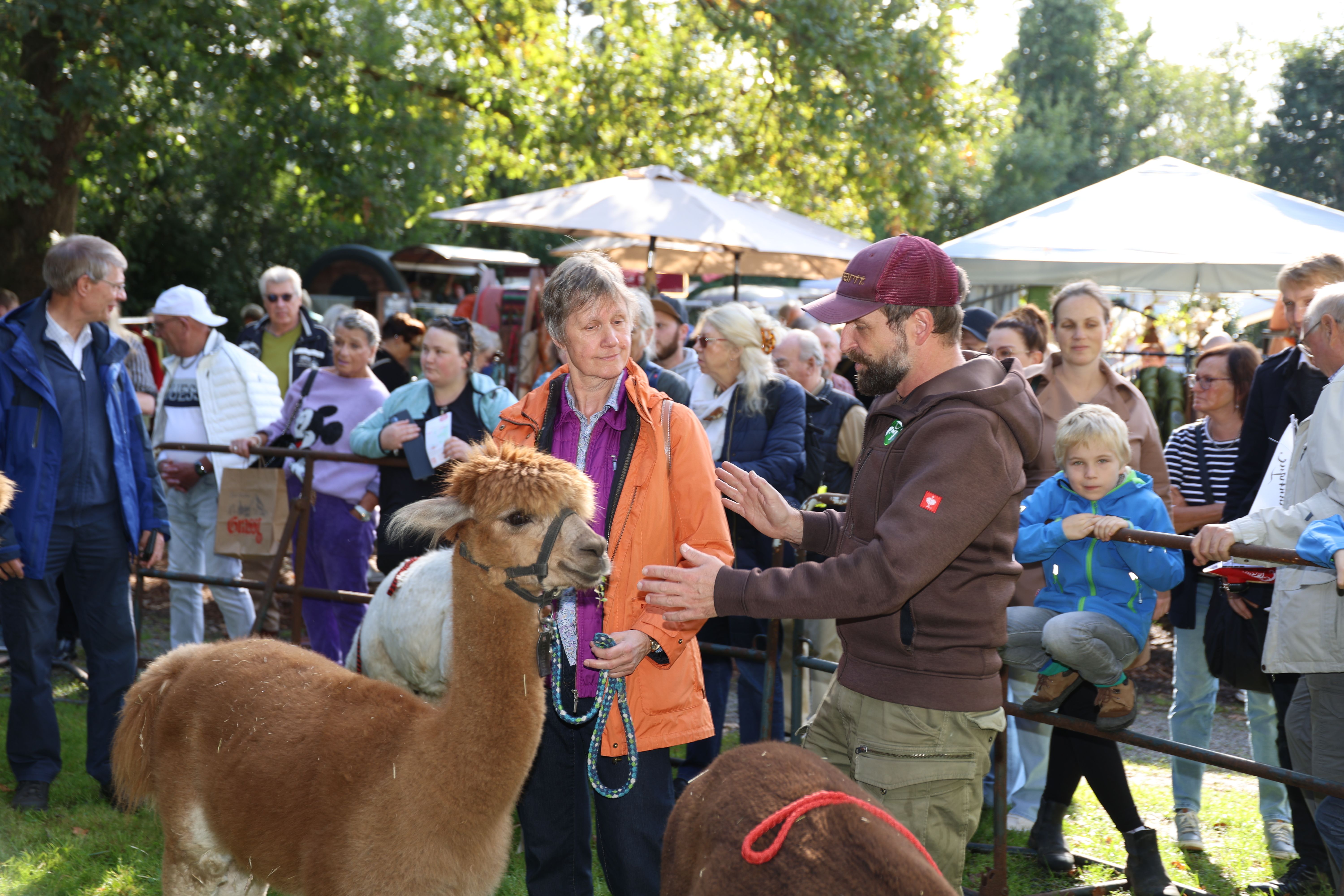 Alpakas sind auf dem Herbstmarkt Schloss Eulenbroich präsent.