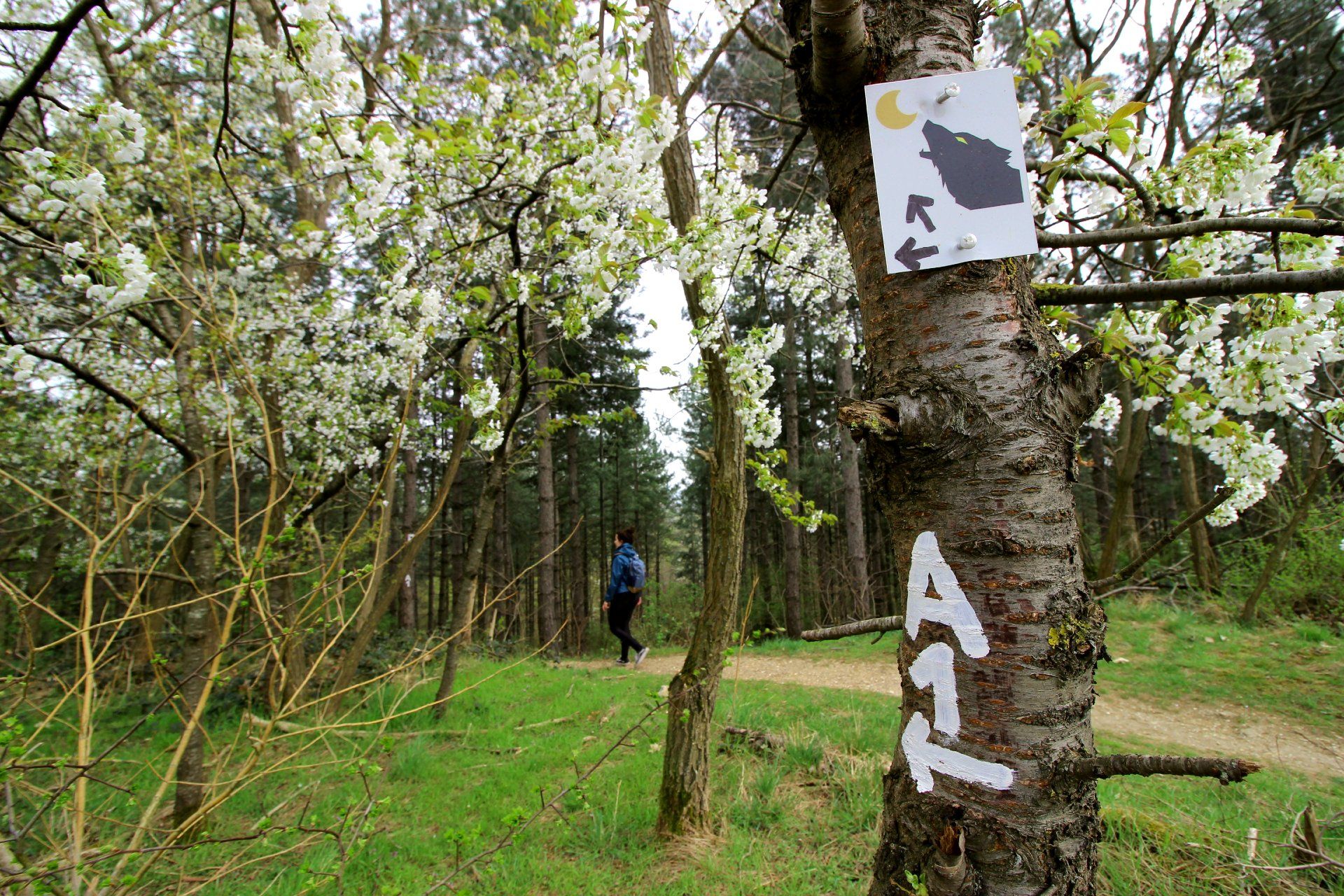 Ein Schild an einem Baum weist auf den Werwolf-Wanderweg in Bedburg hin