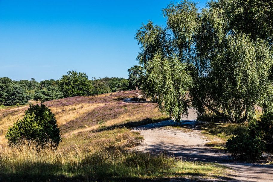 Landschaft der Westruper Heide mit Sandweg, Bäumen und Heidekraut unter blauem Himmel.