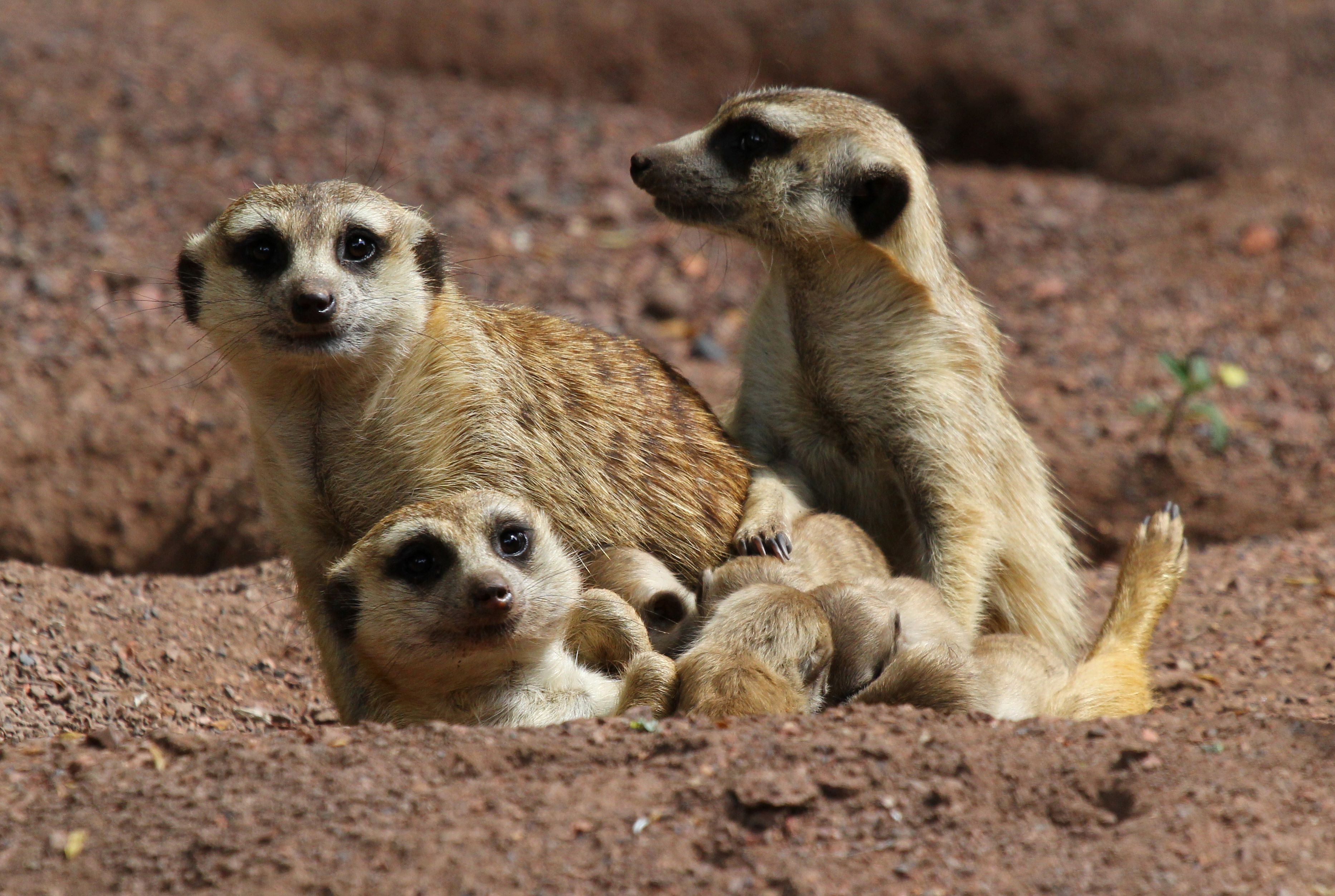 Drei Erdmännchen spielen in roter Erde