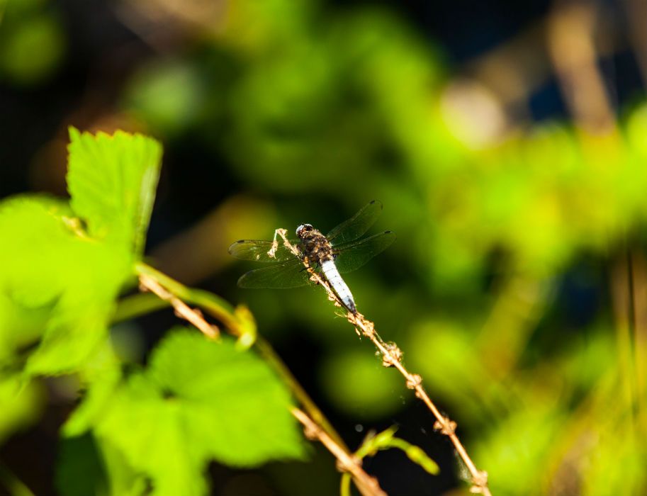 Nahaufnahme einer Libelle auf einem Zweig mit grünem Hintergrund.