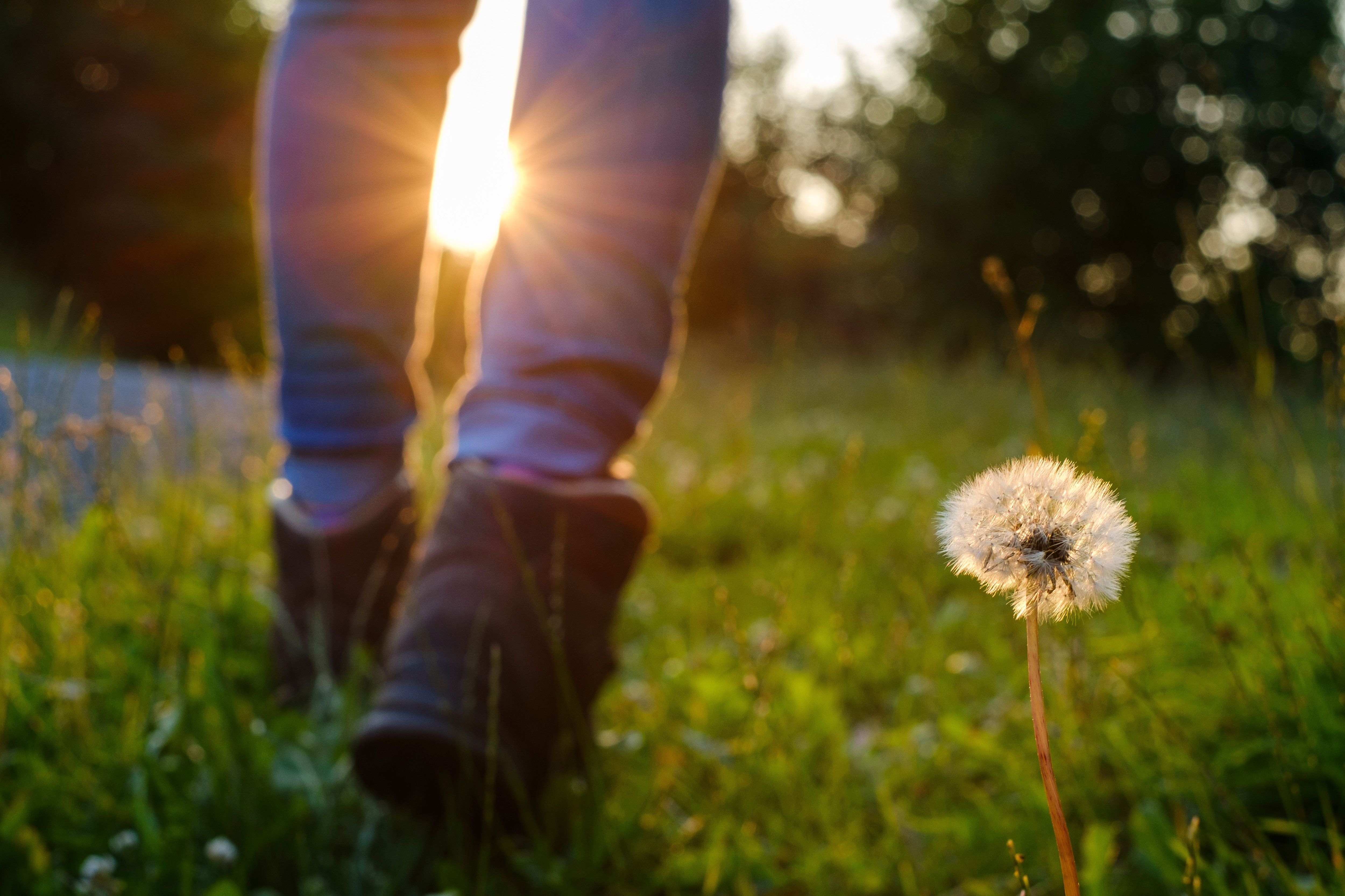 Schritte über eine grüne Wiese im warmen Abendlicht, während eine Pusteblume am Wegesrand steht. Die tief stehende Sonne sorgt für eine ruhige, naturnahe Atmosphäre