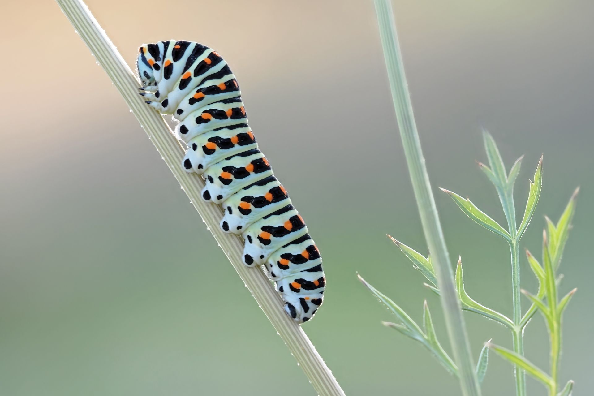 Zur Seite IndustrieInsekten. In einem unbekannten Land