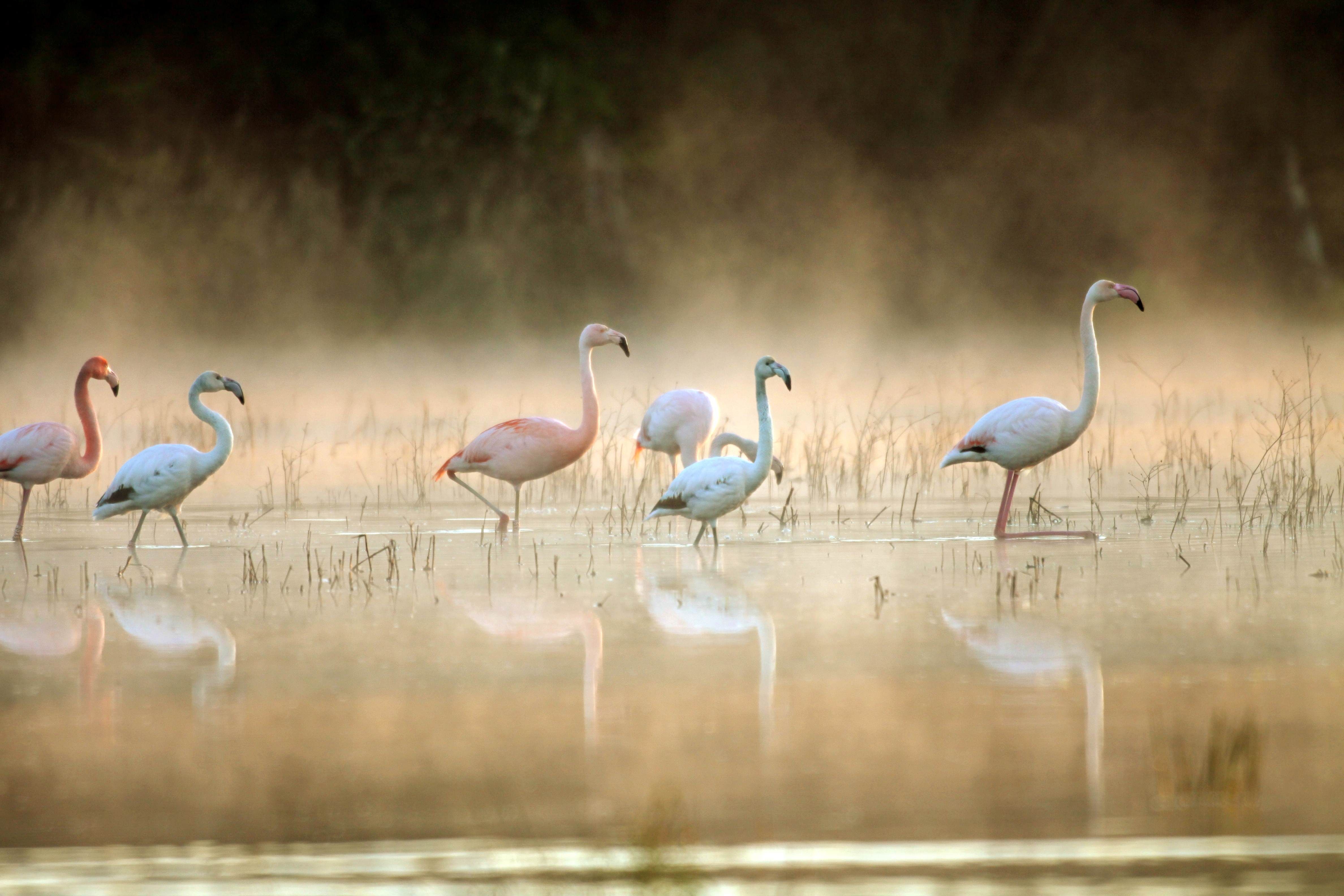Flamingos spiegeln sich im Wasser eines Sees