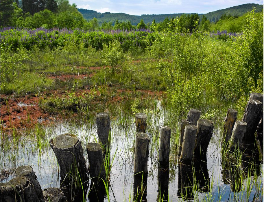 Ein Moorgebiet mit Wasser, Baumstümpfen und grüner Vegetation im Vordergrund. Im Hintergrund sind Hügel und blühende Pflanzen zu sehen.