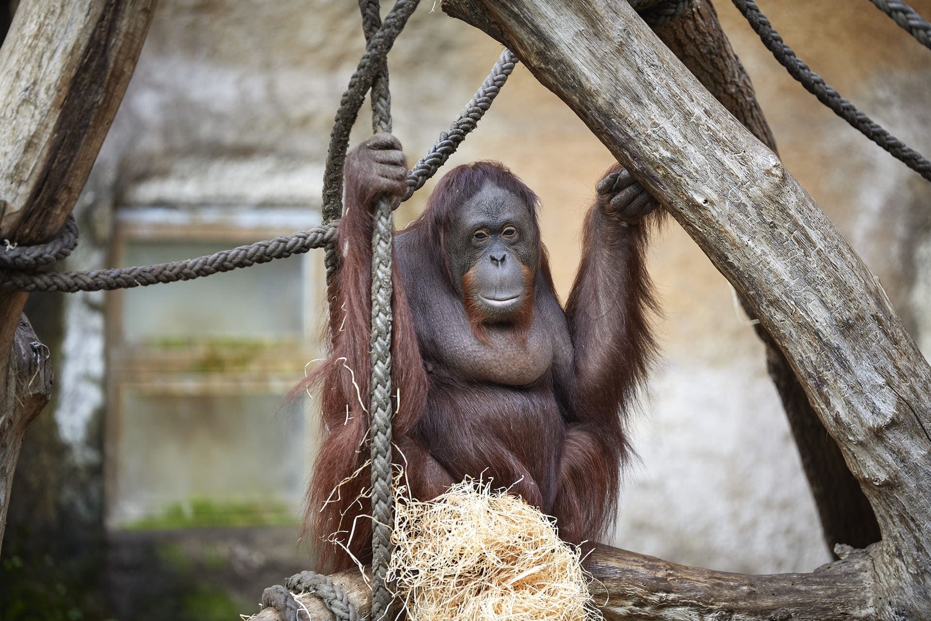 muenster-allwetterzoo-orang-utan