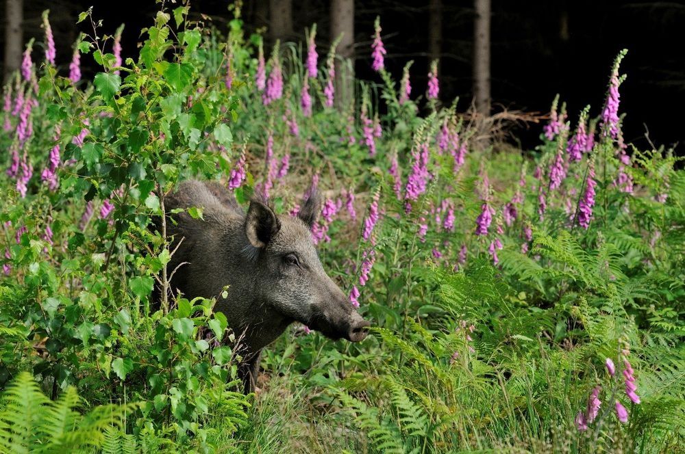Zur Seite Wildwald Vosswinkel