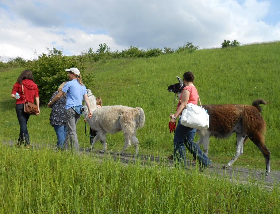 Lamas sind freundliche sanfte und gelassene Begleiter und als wahre Entspannungs-Experten helfen Sie zu entschleunigen