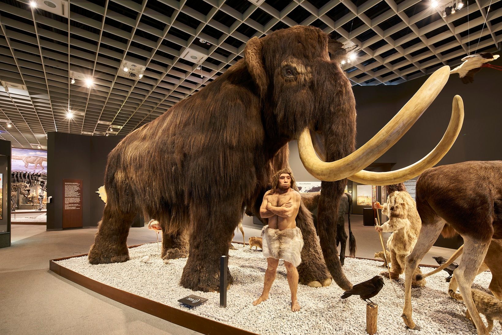 LWL-Museum für Naturkunde Ausstellungsgegenstand