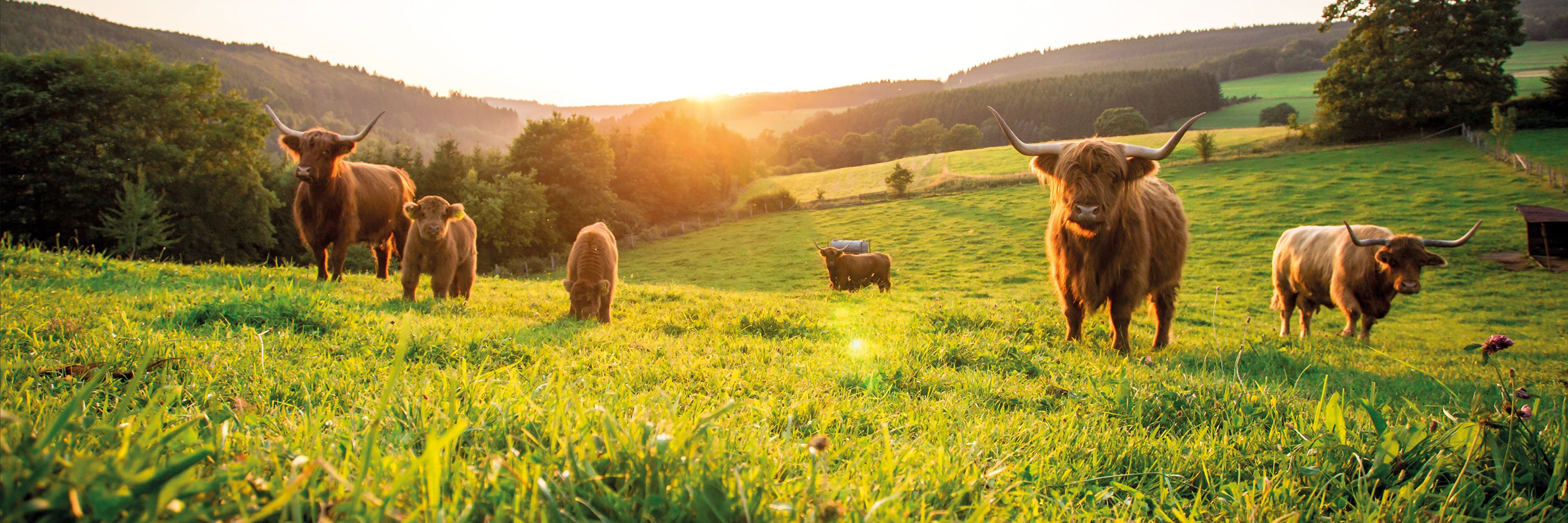 Schottische Hochlandrinder auf einer grünen Wiese bei Sonnenuntergang.