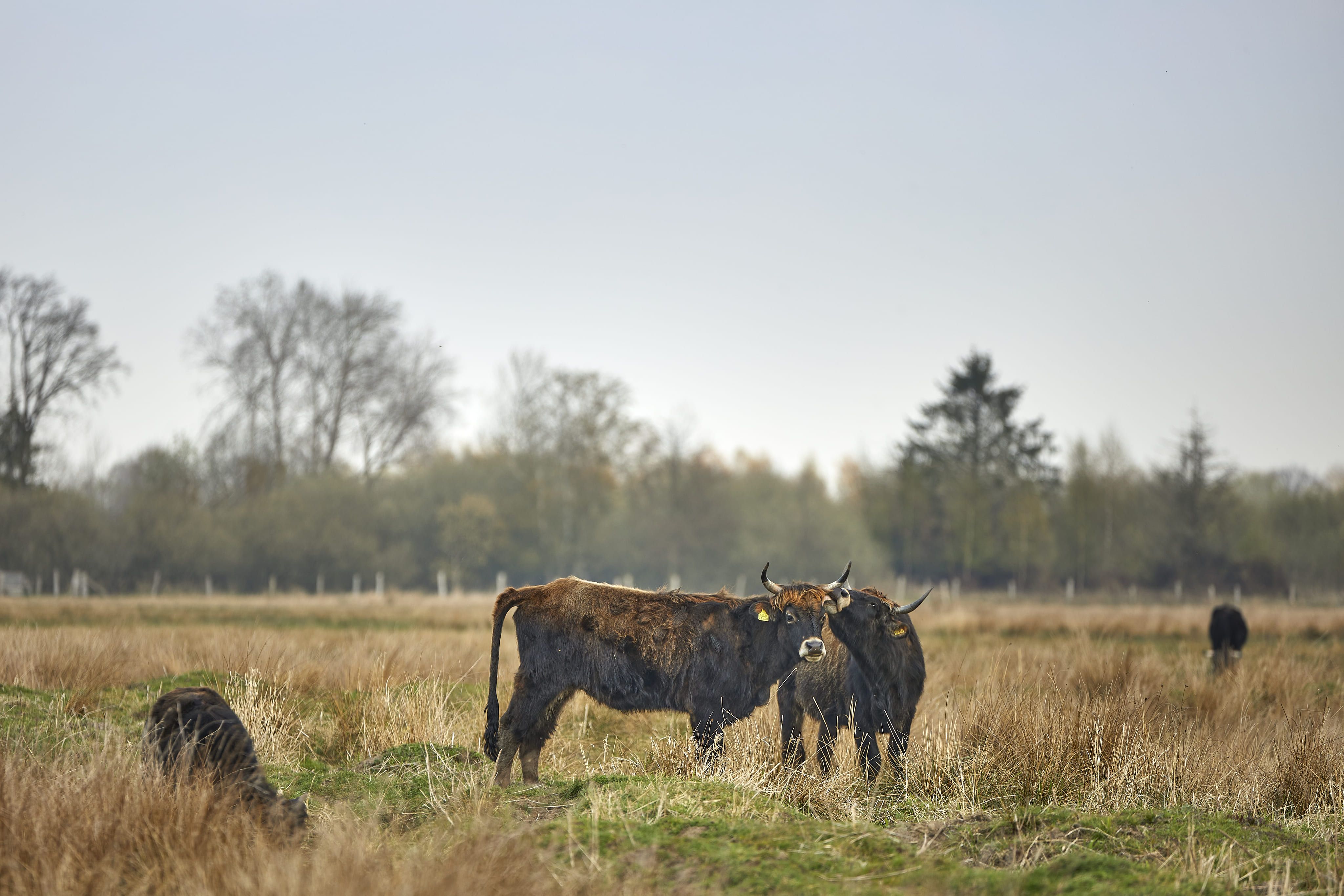muenster-rieselfelder-kuehe